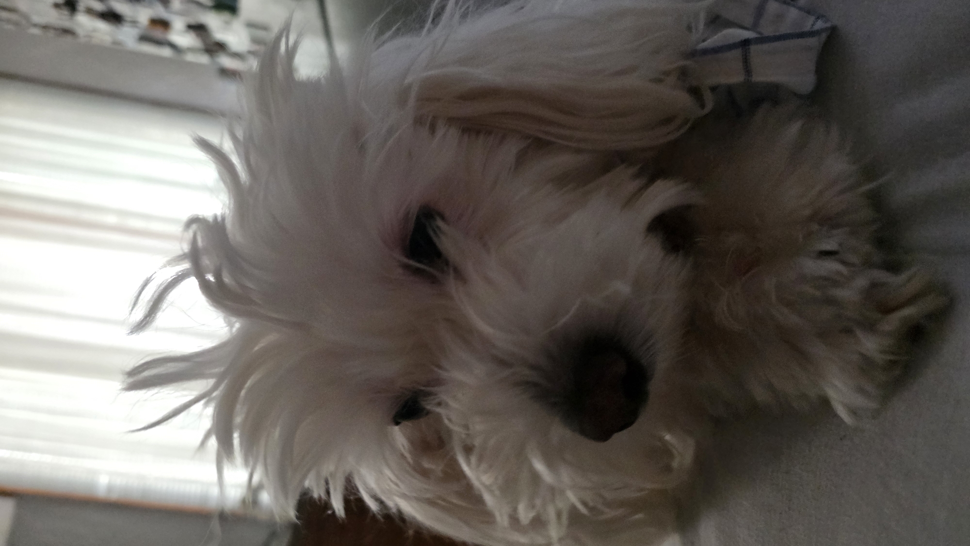 Fluffy white dog resting at home in Blagoevgrad