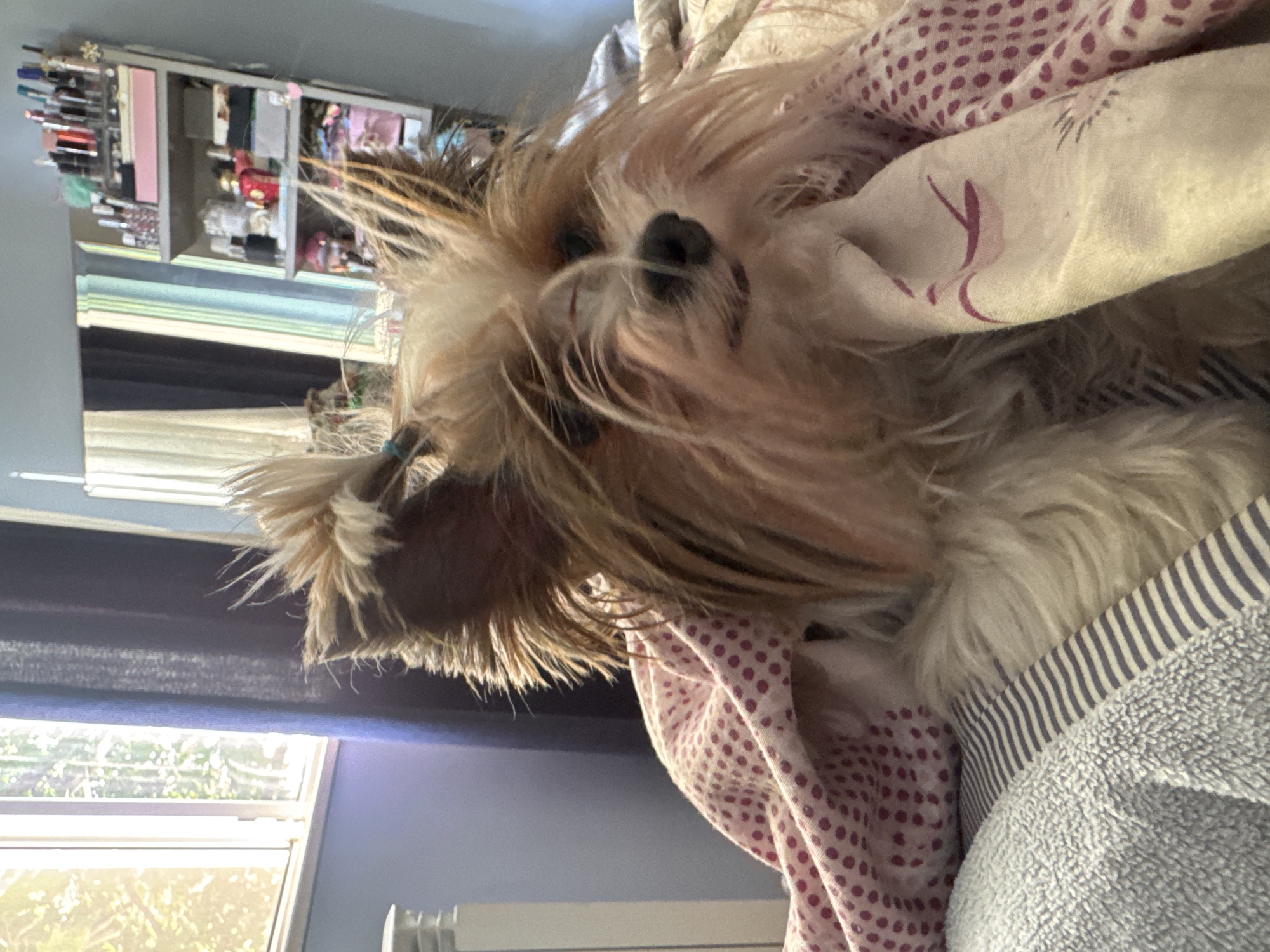 Small dog rests peacefully on bed in Plovdiv