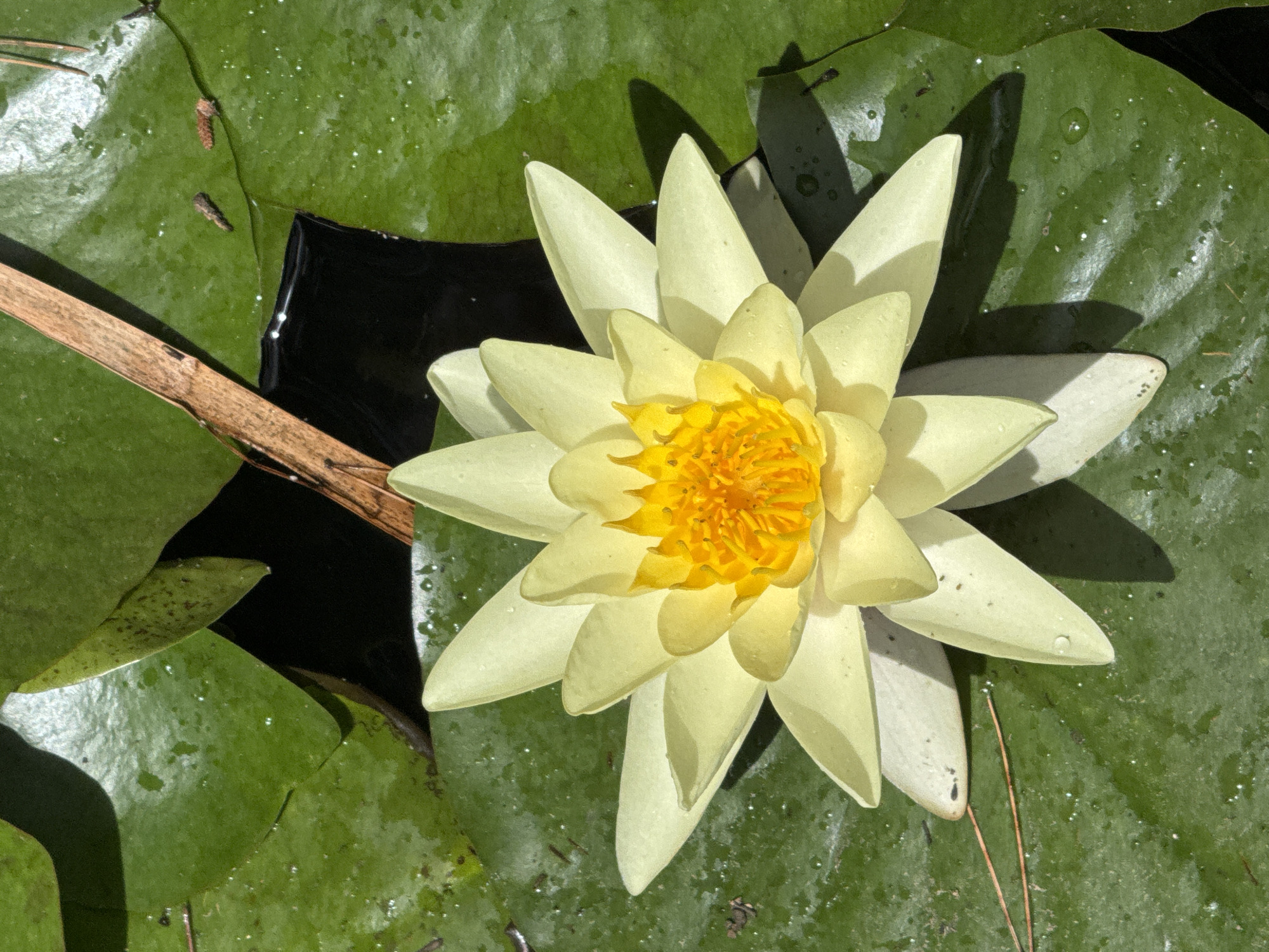 Water lilies in bloom at a Gandia park pond