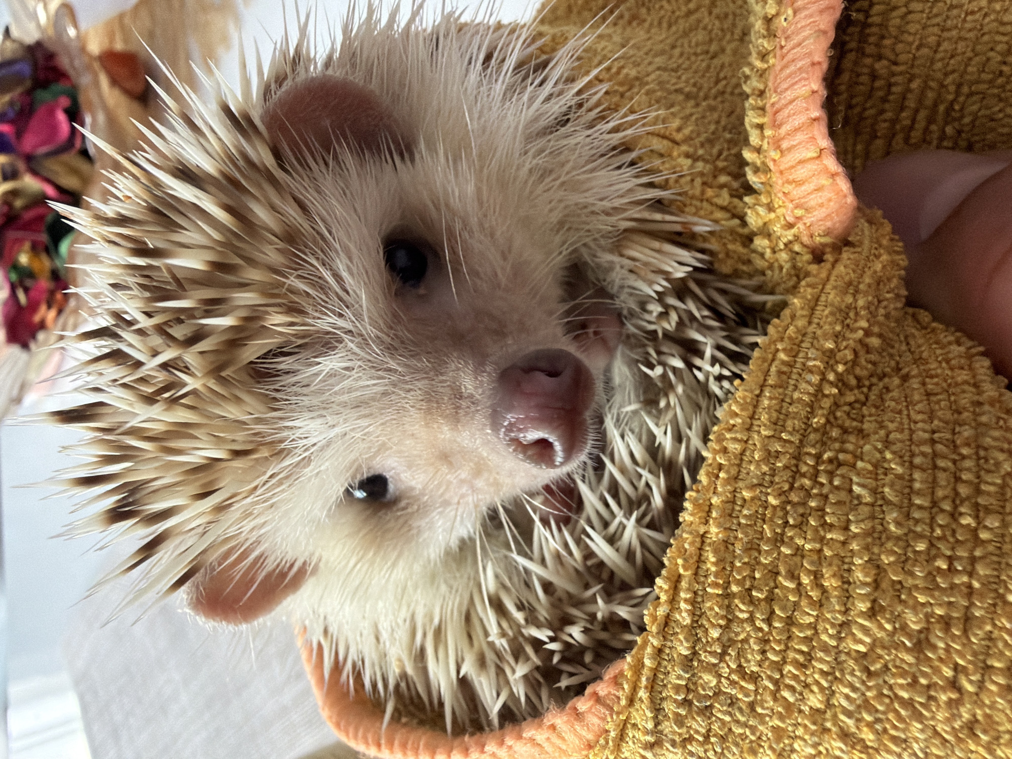 Pet hedgehog photographed in close-up shots in Sofia