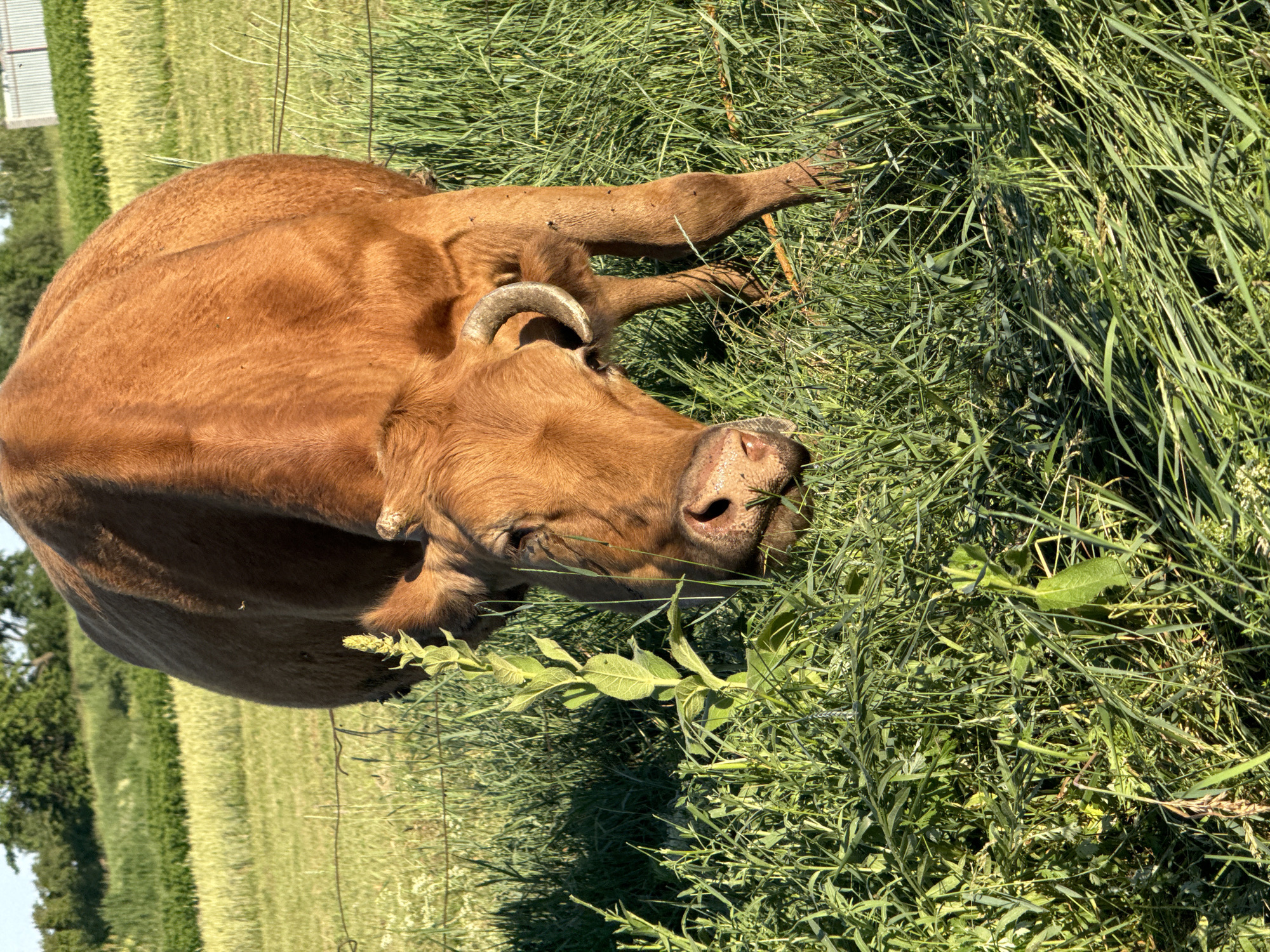 Lazy summer afternoon with cows, kittens, and village life in rural Ukraine