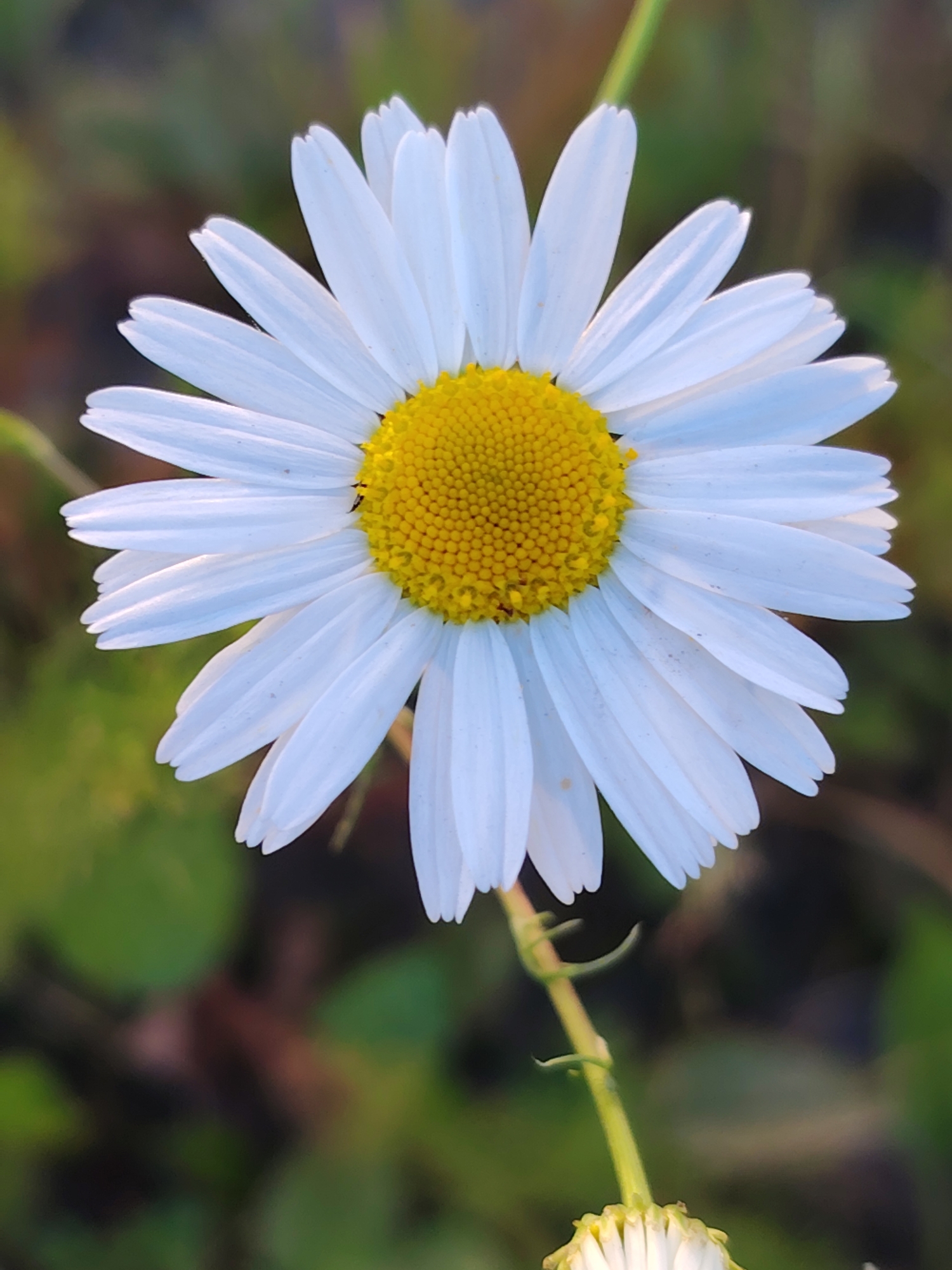 Macro wildflower and insect survey in a Balashikha meadow
