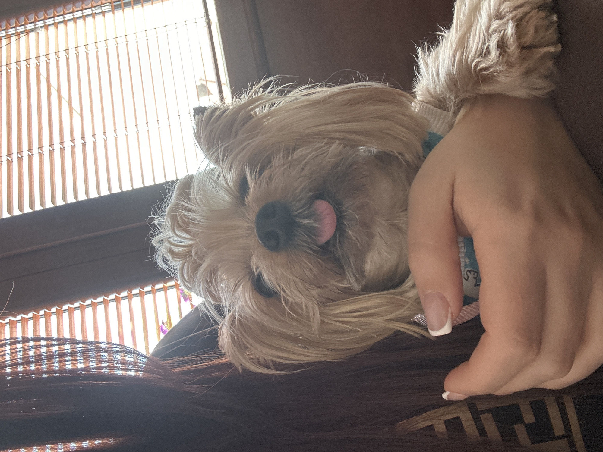Dressed Yorkshire Terriers spotted indoors in Montana, Bulgaria home