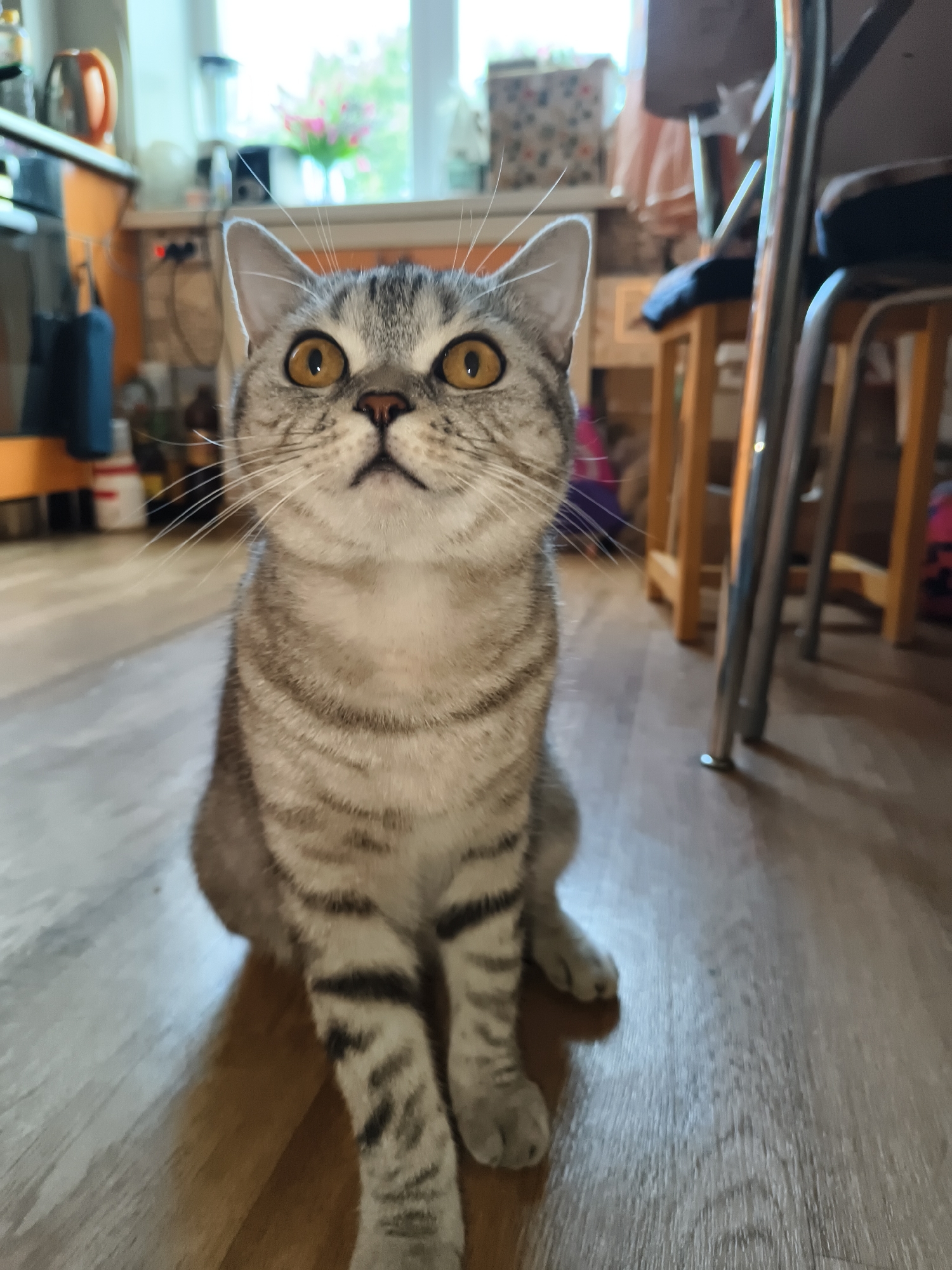 Grey tabby cat captured in domestic moments with family