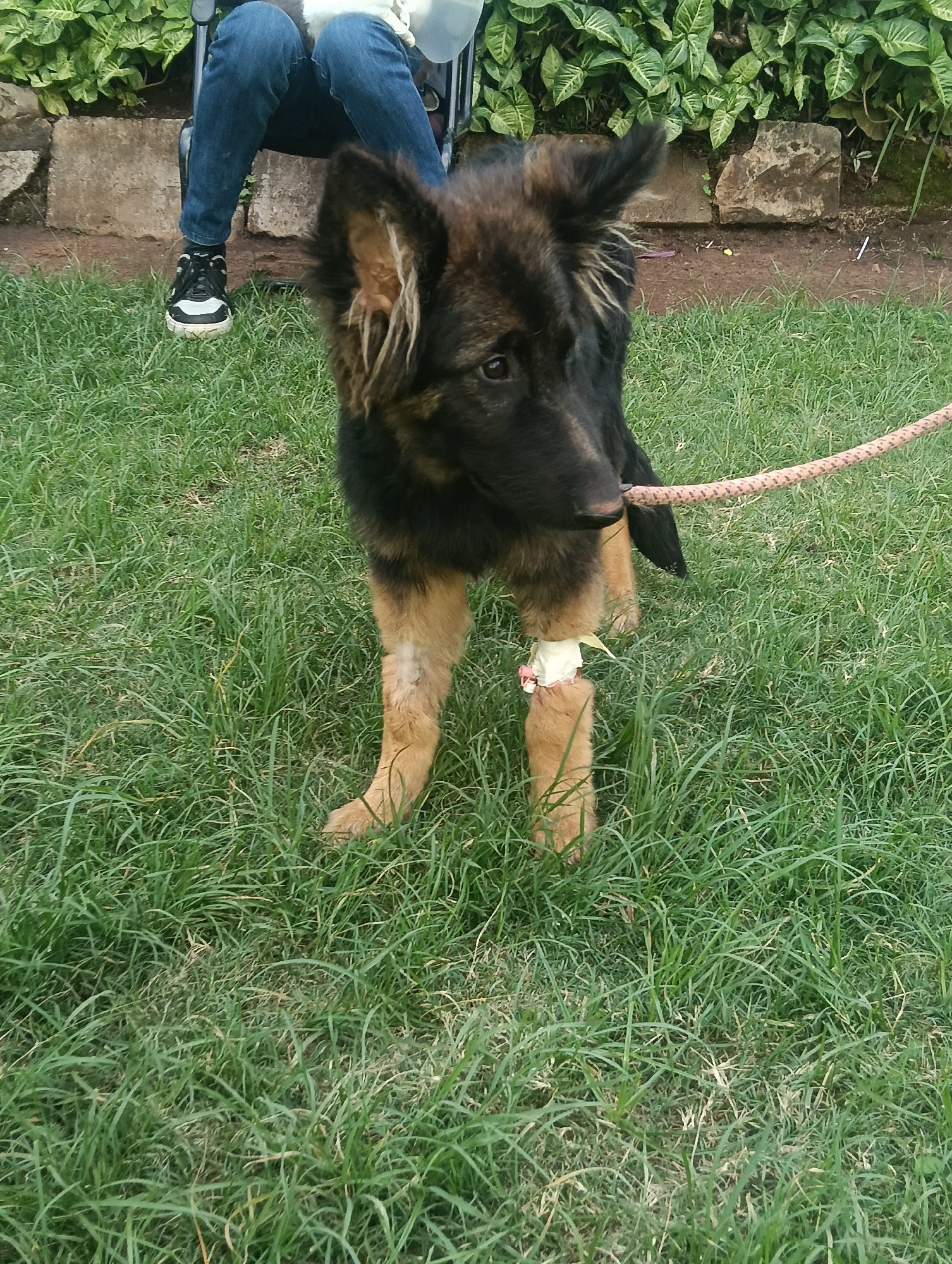 Injured pets recover together in Nairobi park setting