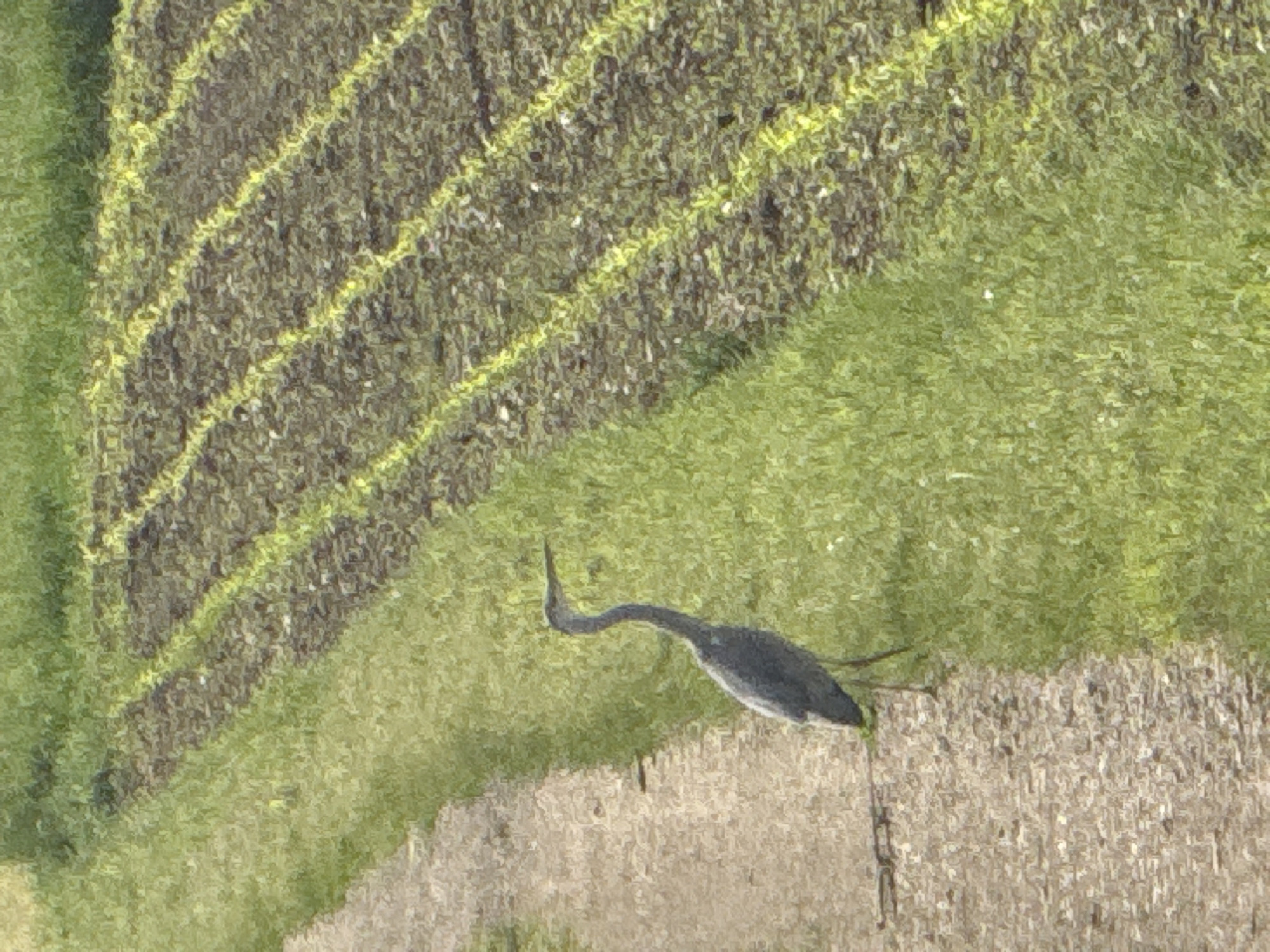 Great blue heron spotted in Wasserbillig farmland