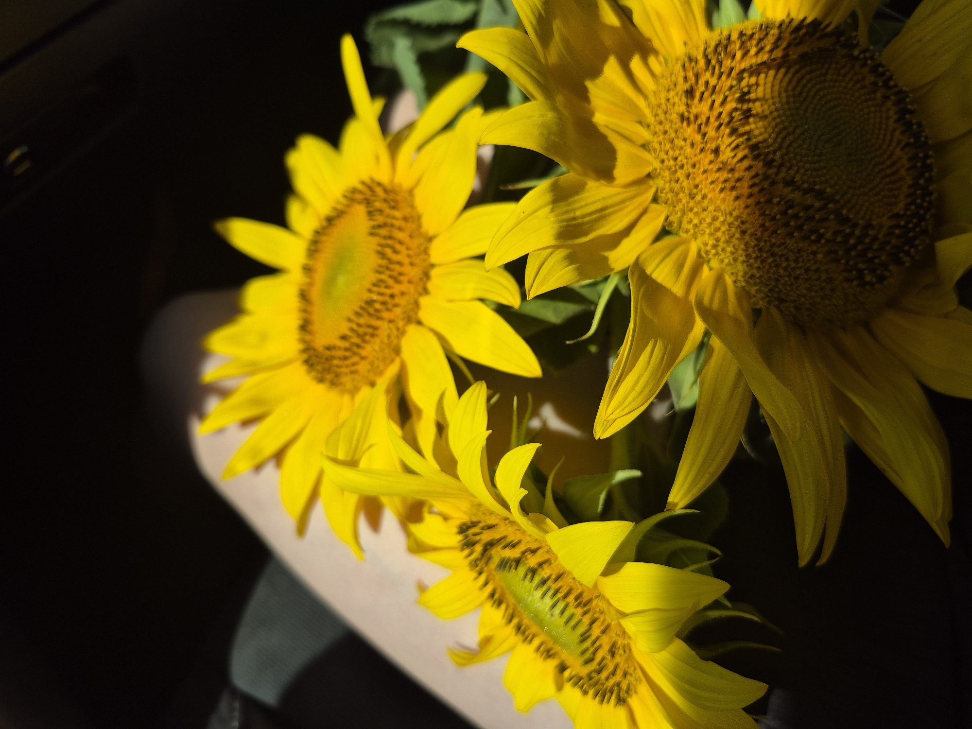 Close-up sunflowers, yellow petals and dark centers in natural light