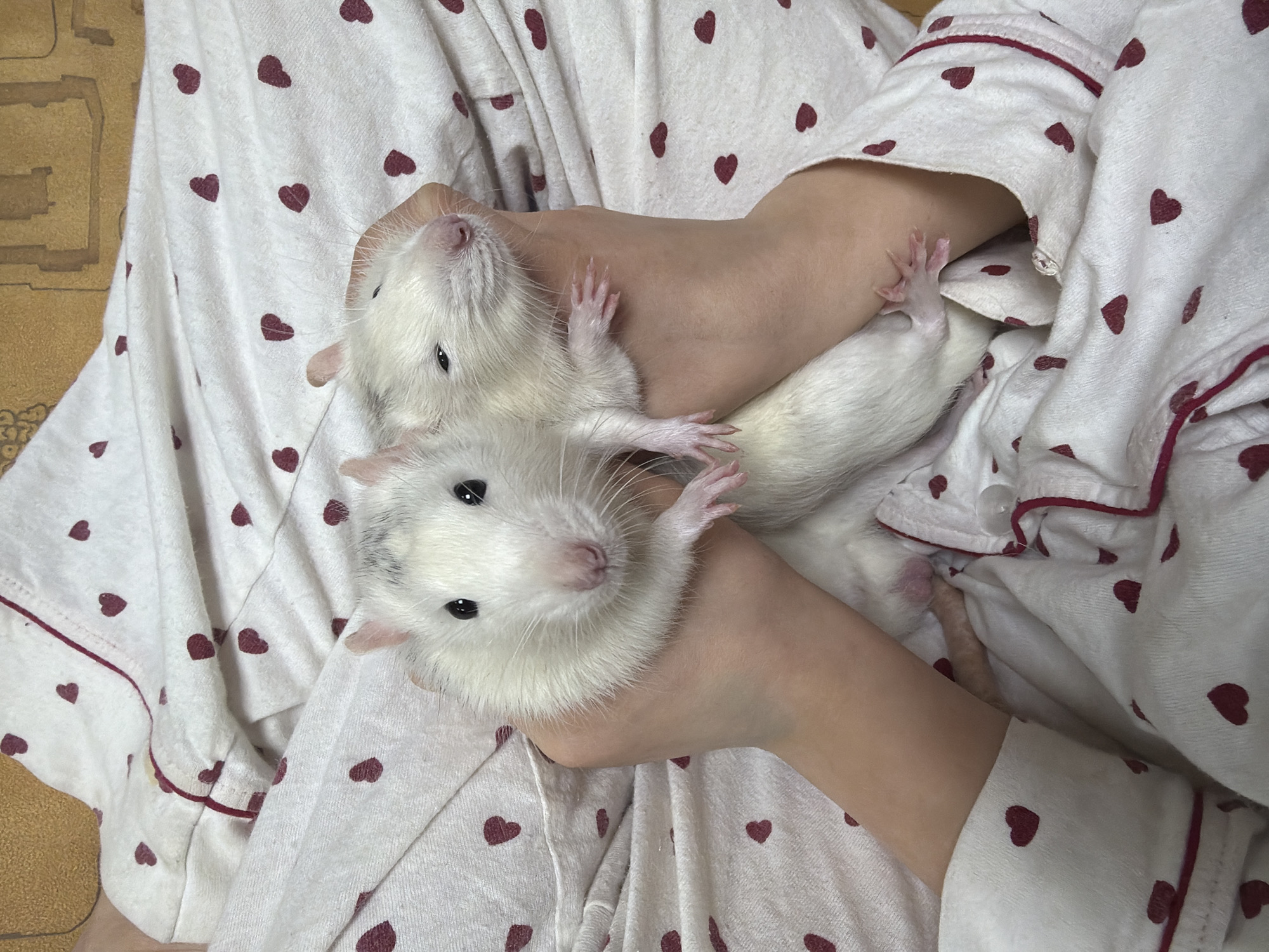 Person in heart pajamas holds white pet rats in Markovo