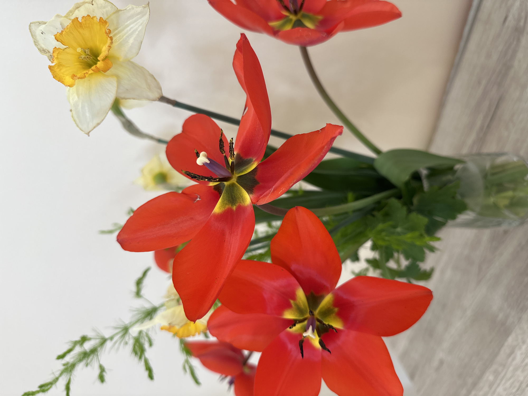 Spring flower arrangement observed on table in Sofia