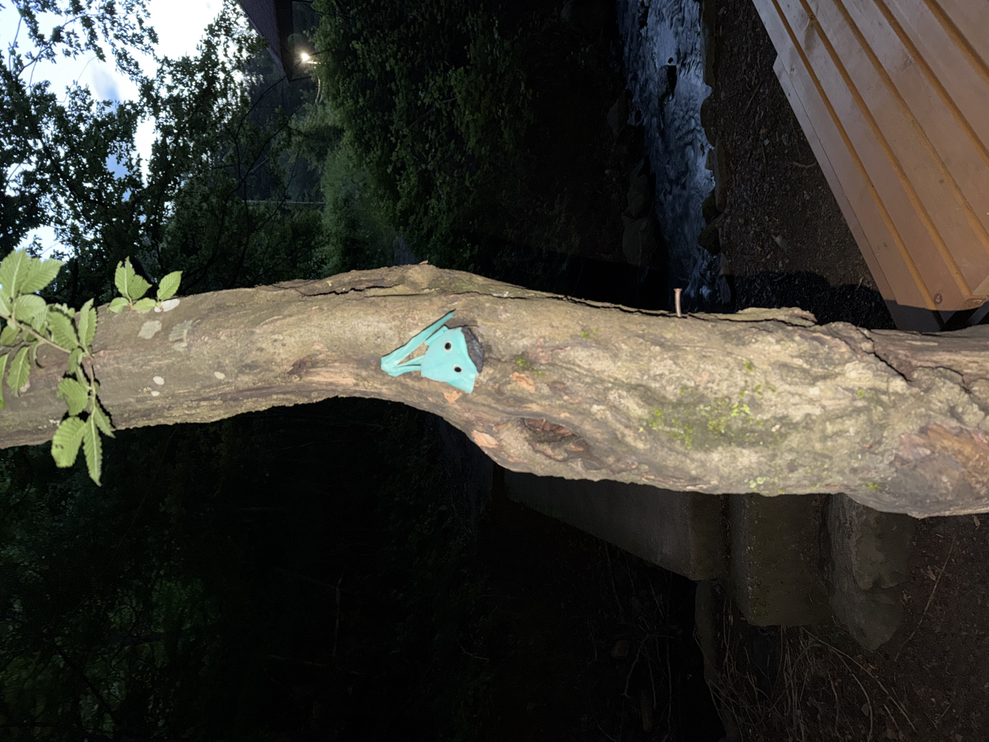 Small object spotted on tree branch in Pravets