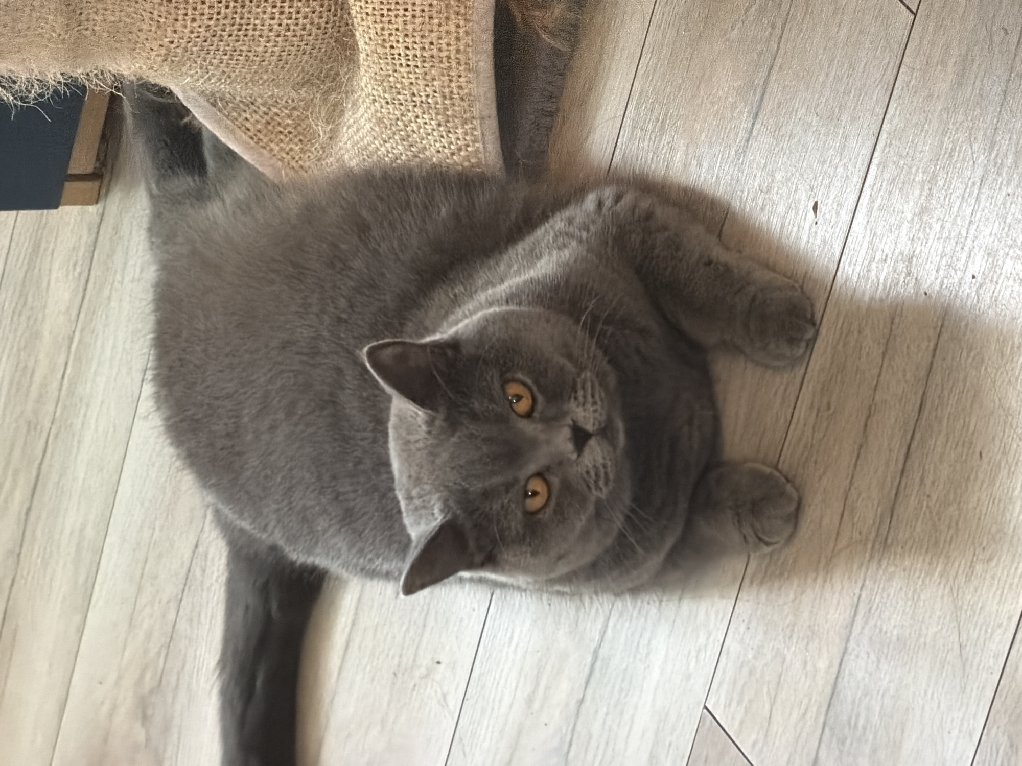 British Shorthair cat chilling on a wooden floor in Szczecin