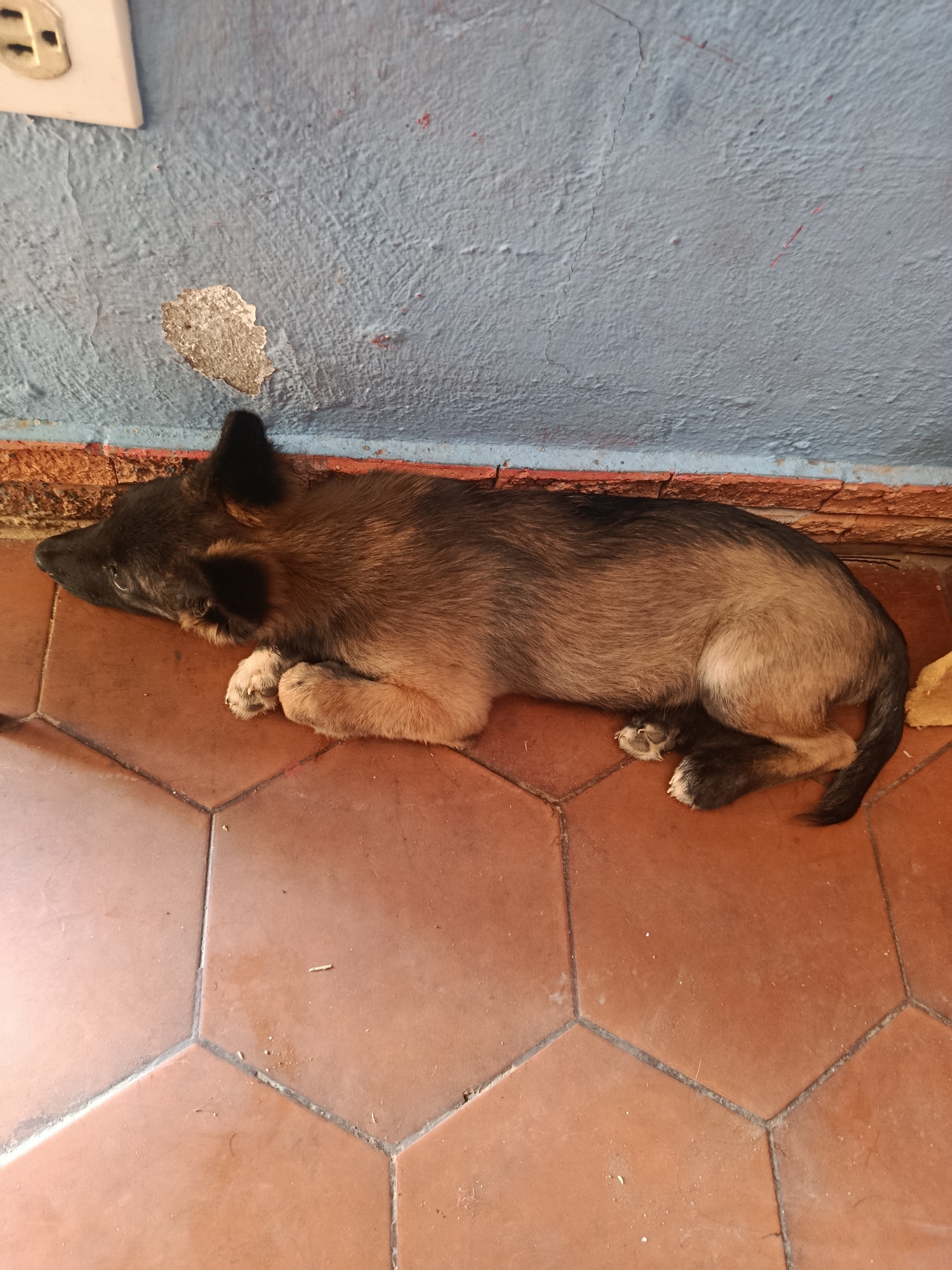 Puppy rests on tiled floor in Juan Griego courtyard