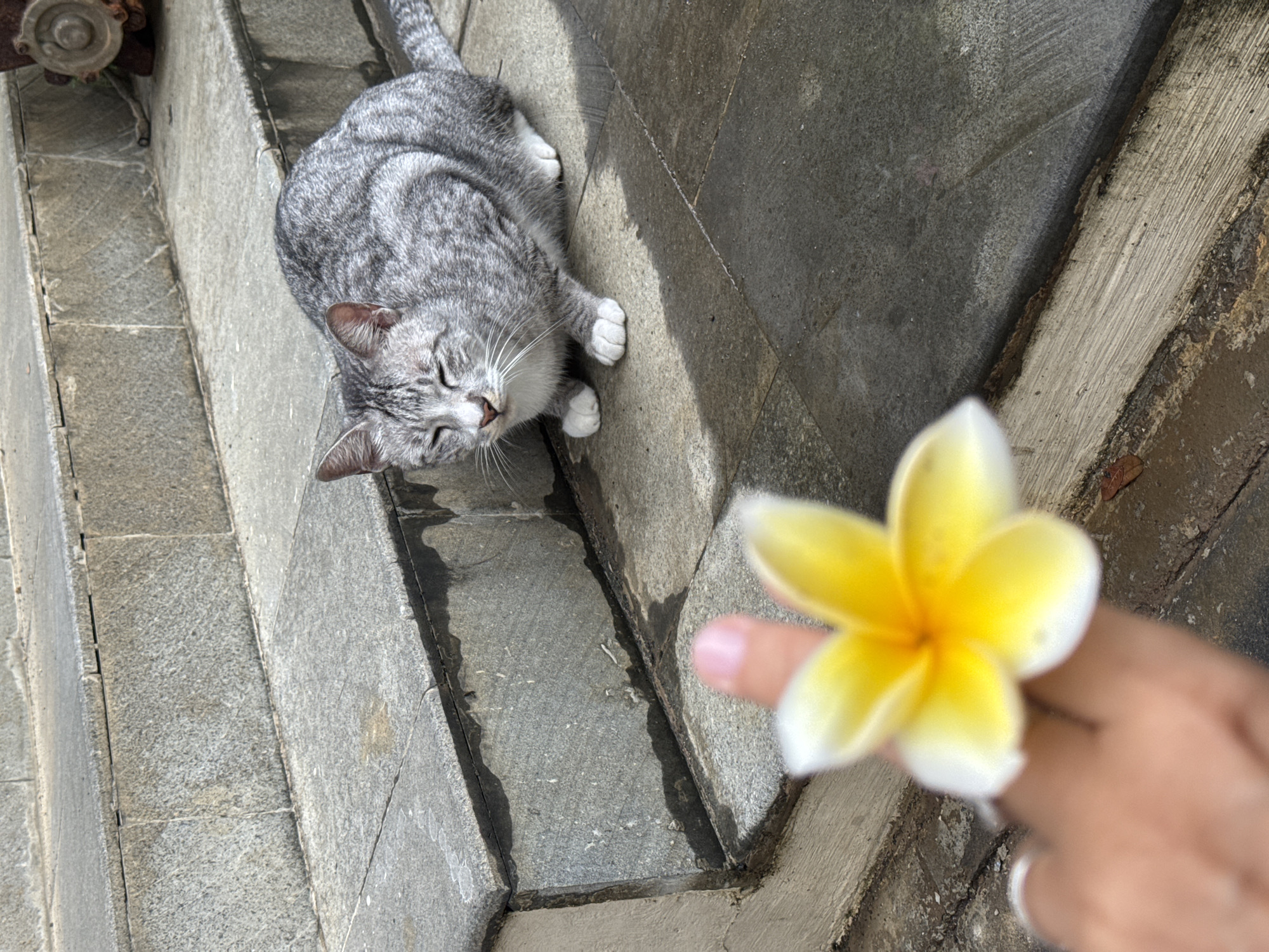 Cats rest among frangipani flowers in Kuta Selatan morning
