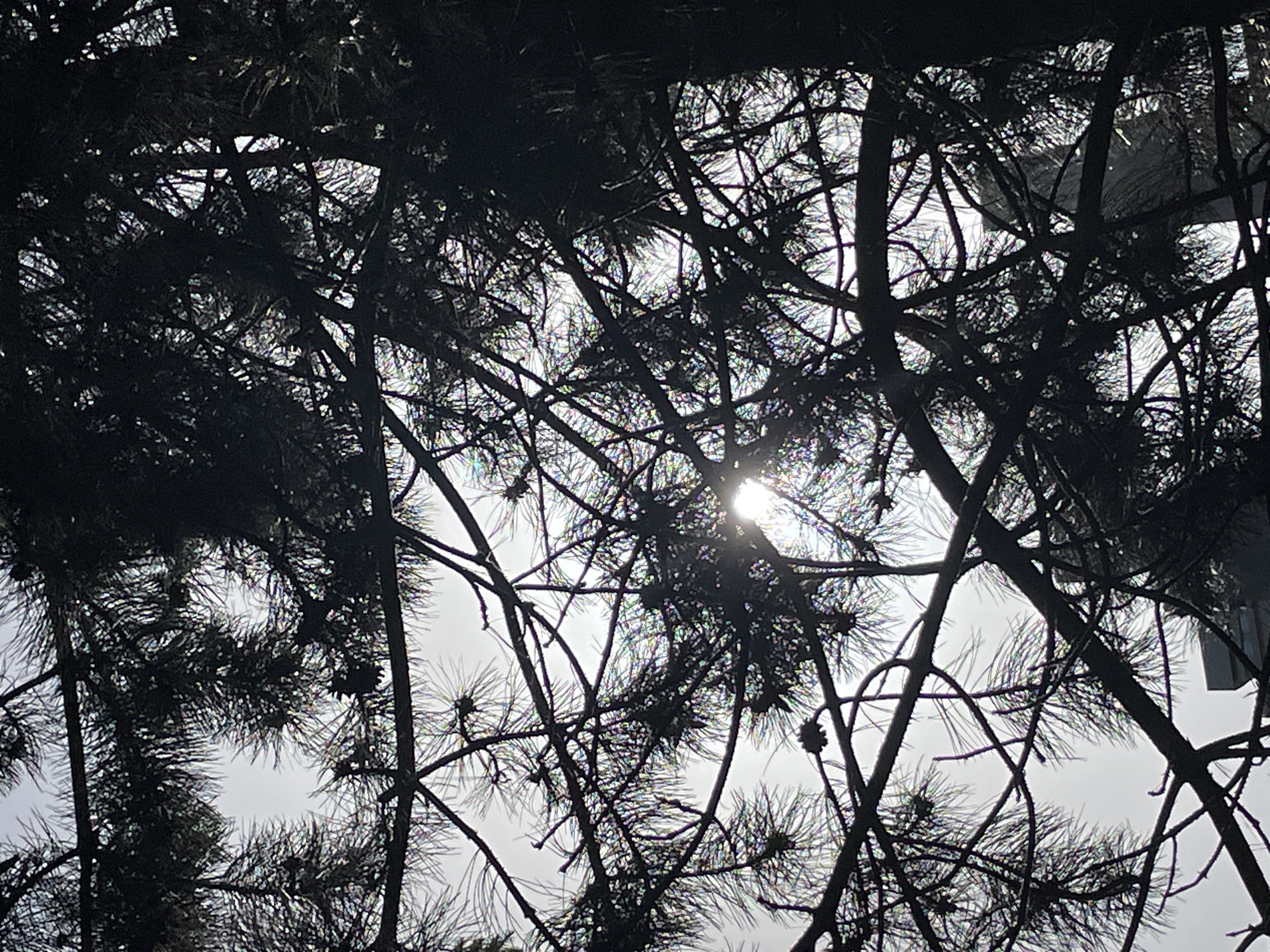 Urban walk documented through trees, streets, and city life