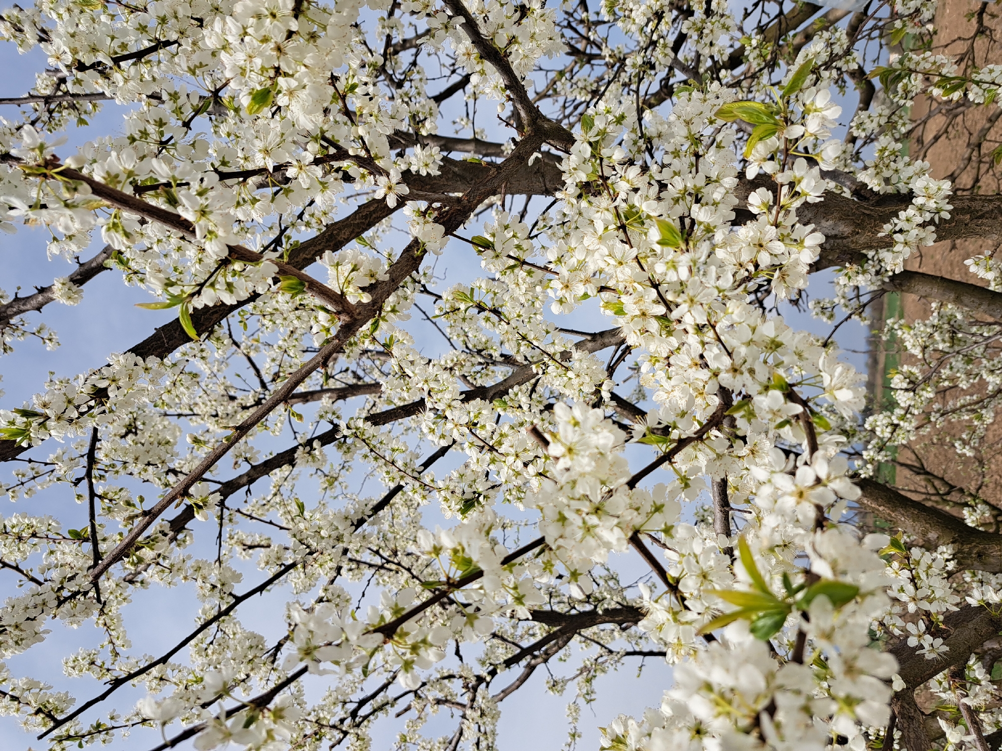 Spring farming operations documented in rural Bulgarian village