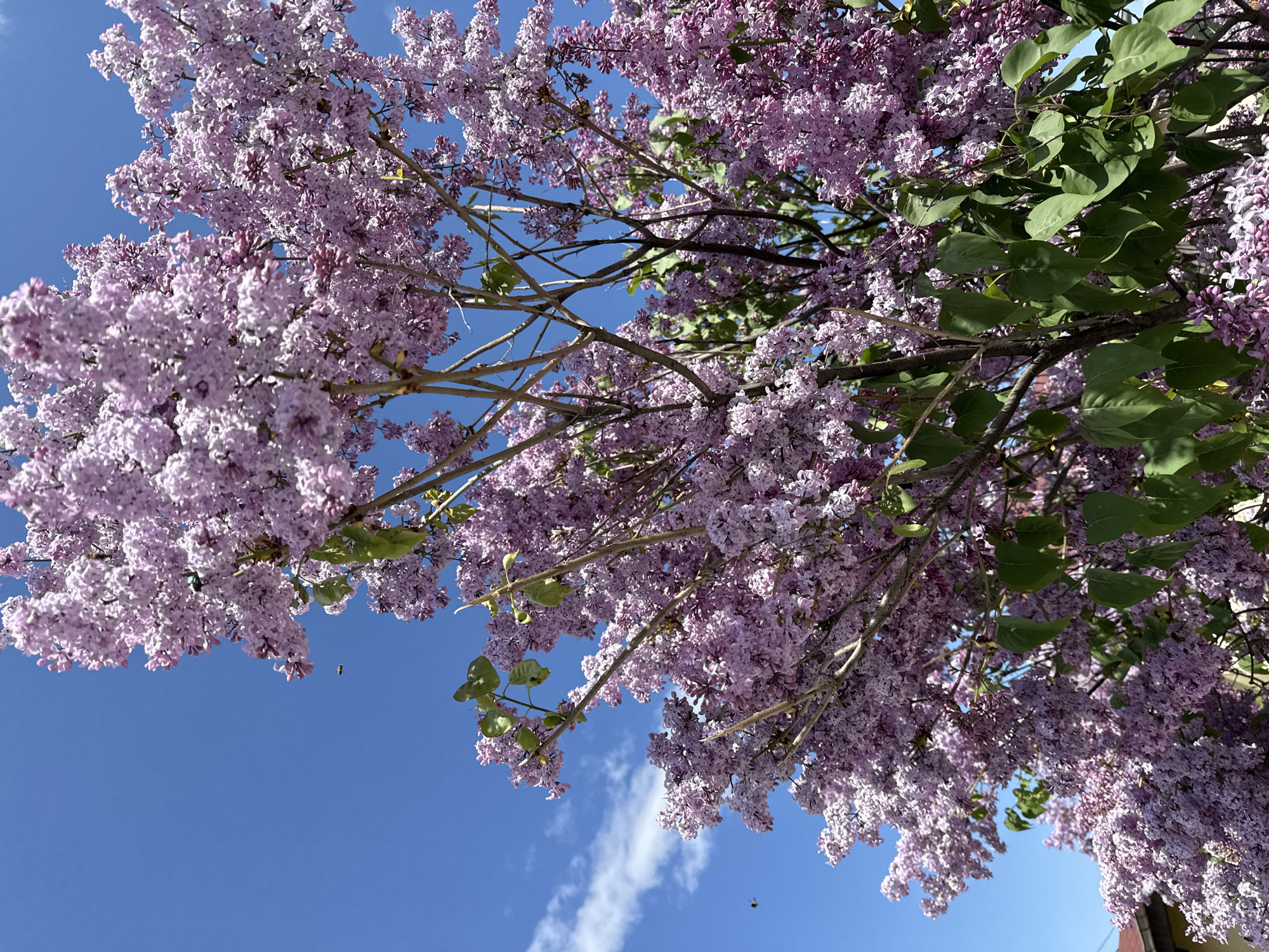 Spring scenes captured in rural Ogled, Bulgaria