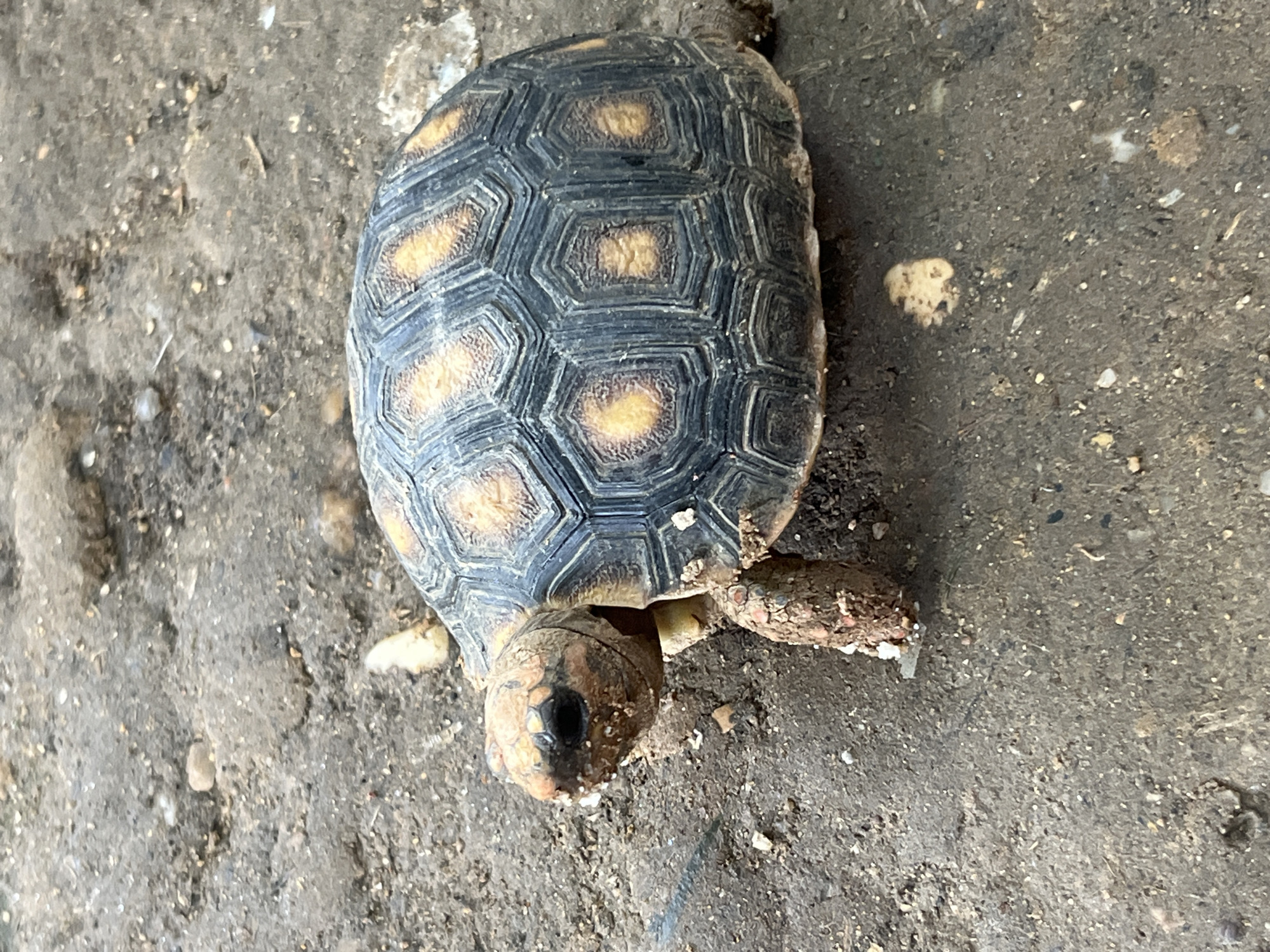 Pets and farm animals fill an afternoon in Tinaquillo