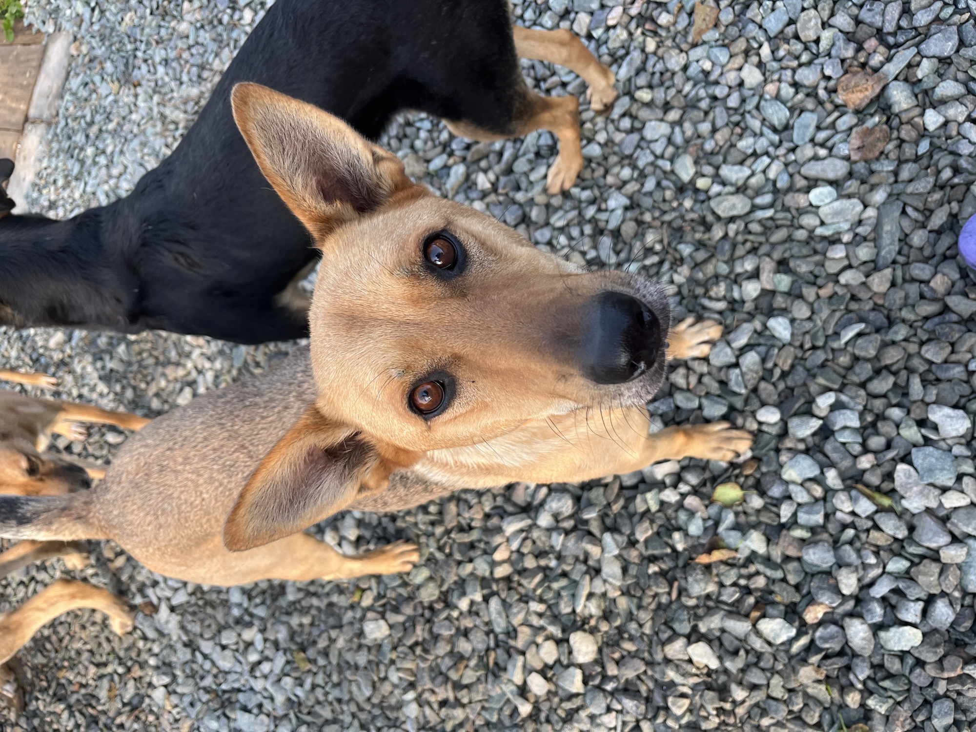 Pack of dogs at a rural Nizhny Tagil property, summer afternoon