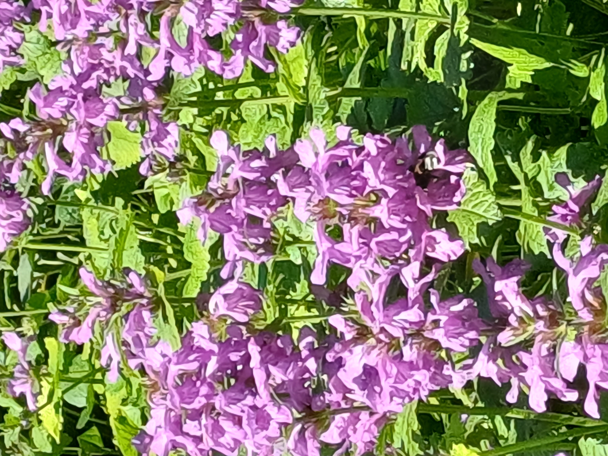Jūrmala grounds in bloom, from flower beds to pine forest