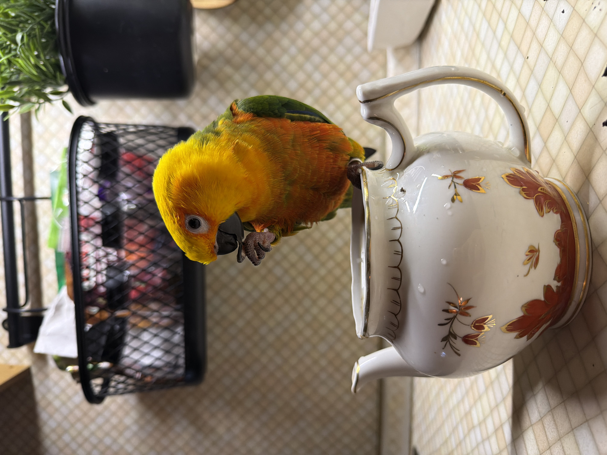 Woman Takes Selfies with Colorful Parrot in Khimki