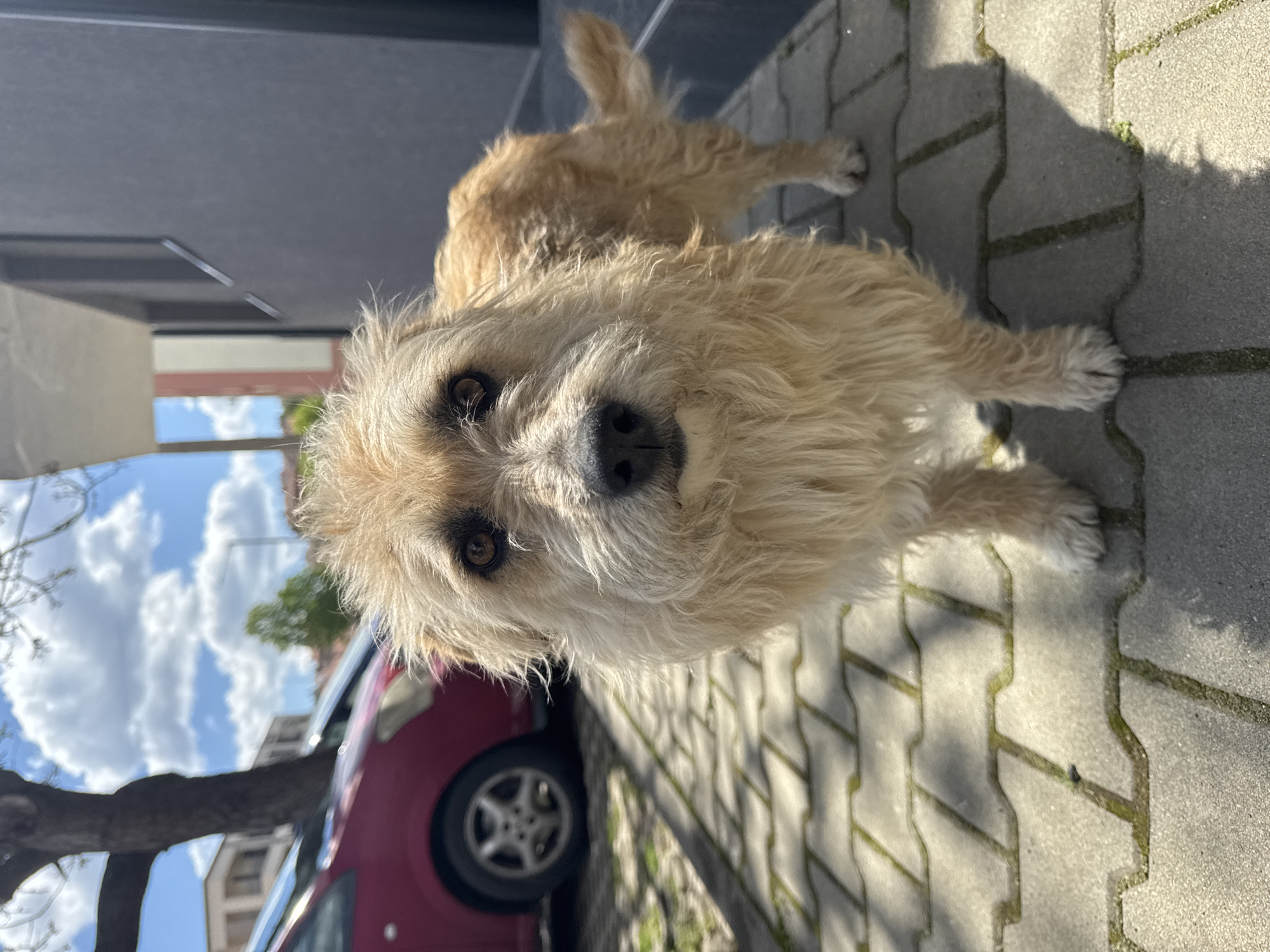 Shaggy brown dog spotted on brick sidewalk in Sliven