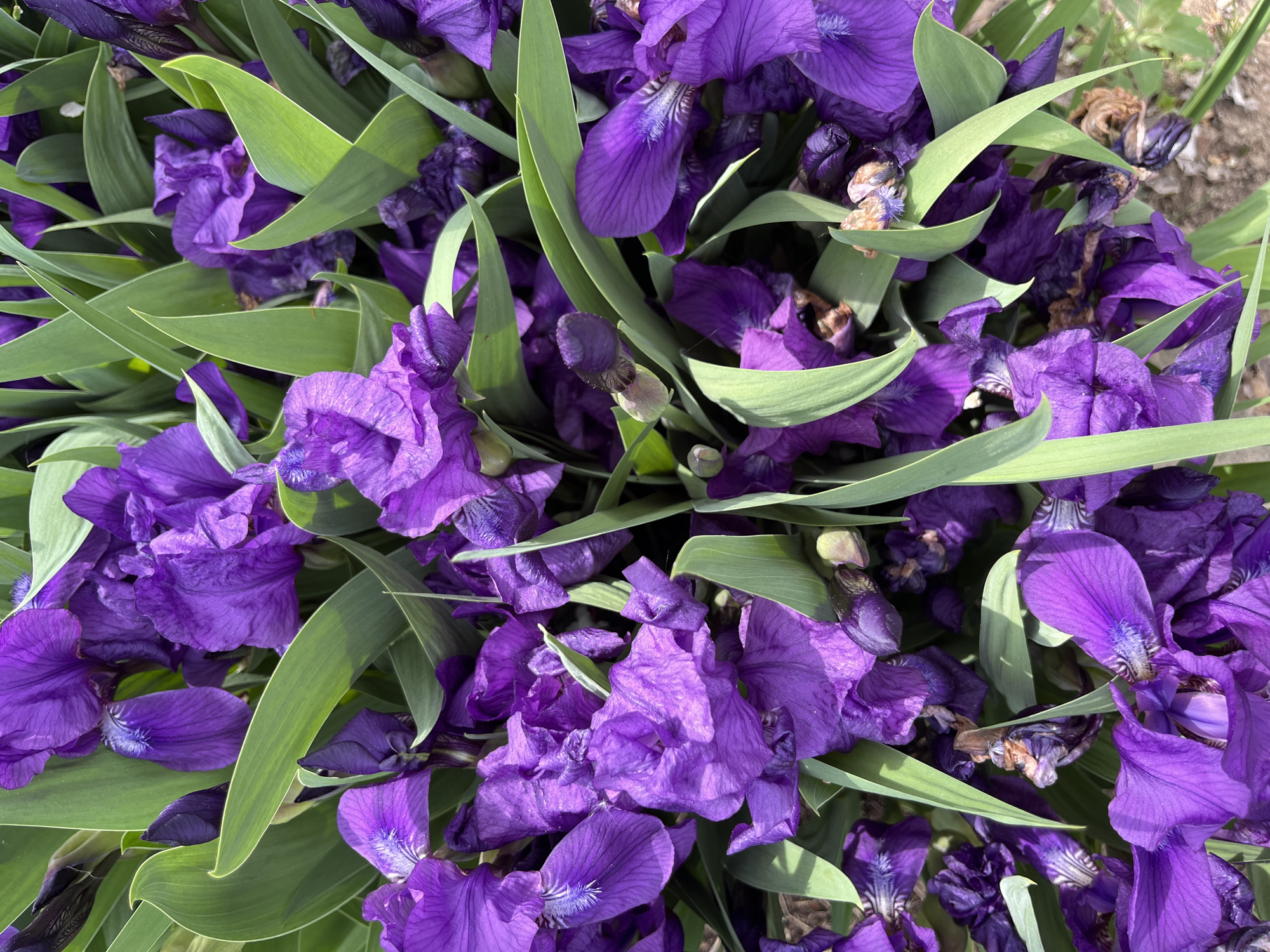 Spring flowers documented in early morning session in Маяк, Russia
