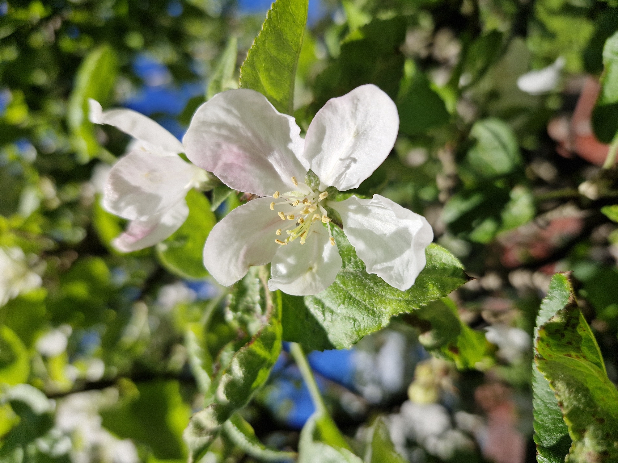Spring garden blooms documented across multiple flower varieties