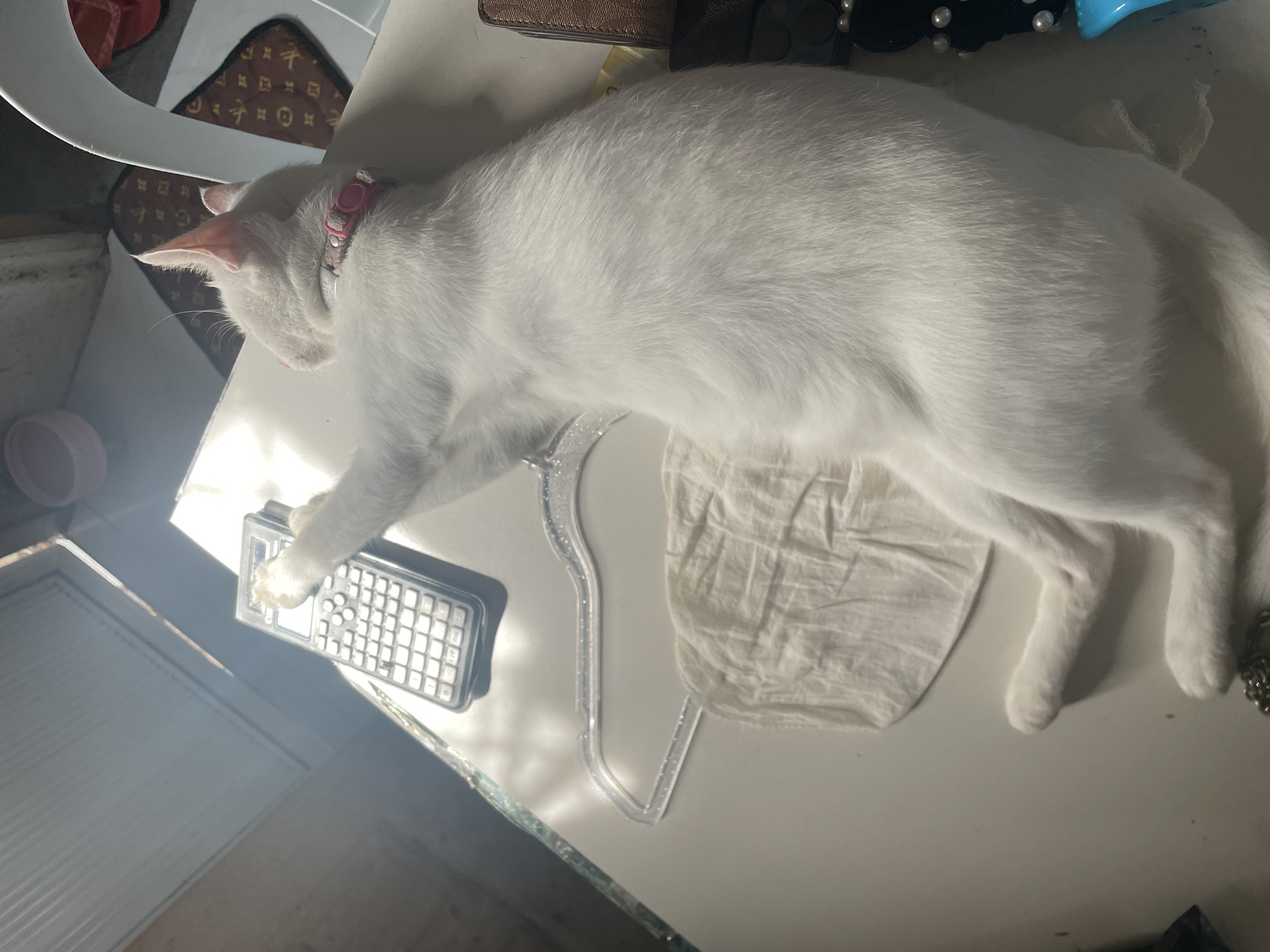Cats, greenery, and quiet morning hours in Davao City