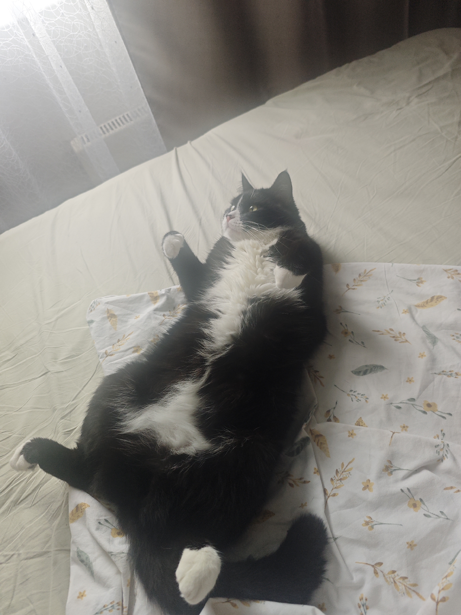 Black and white cat lounging belly-up on a bed in Chekhov