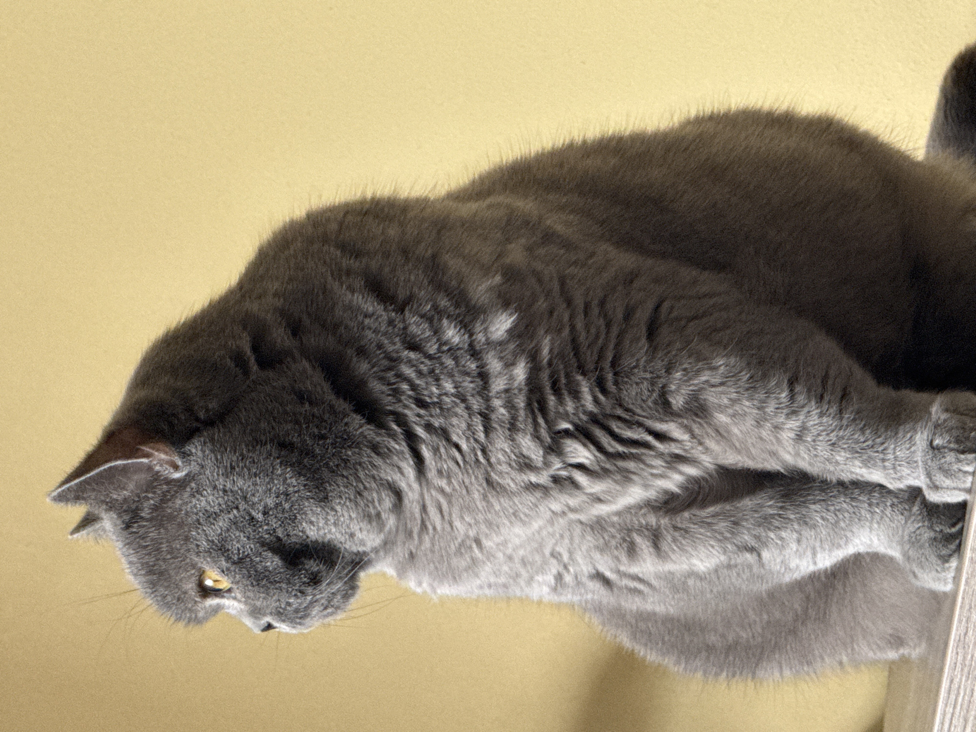 Gray cat spotted resting on wooden structure in Sofia