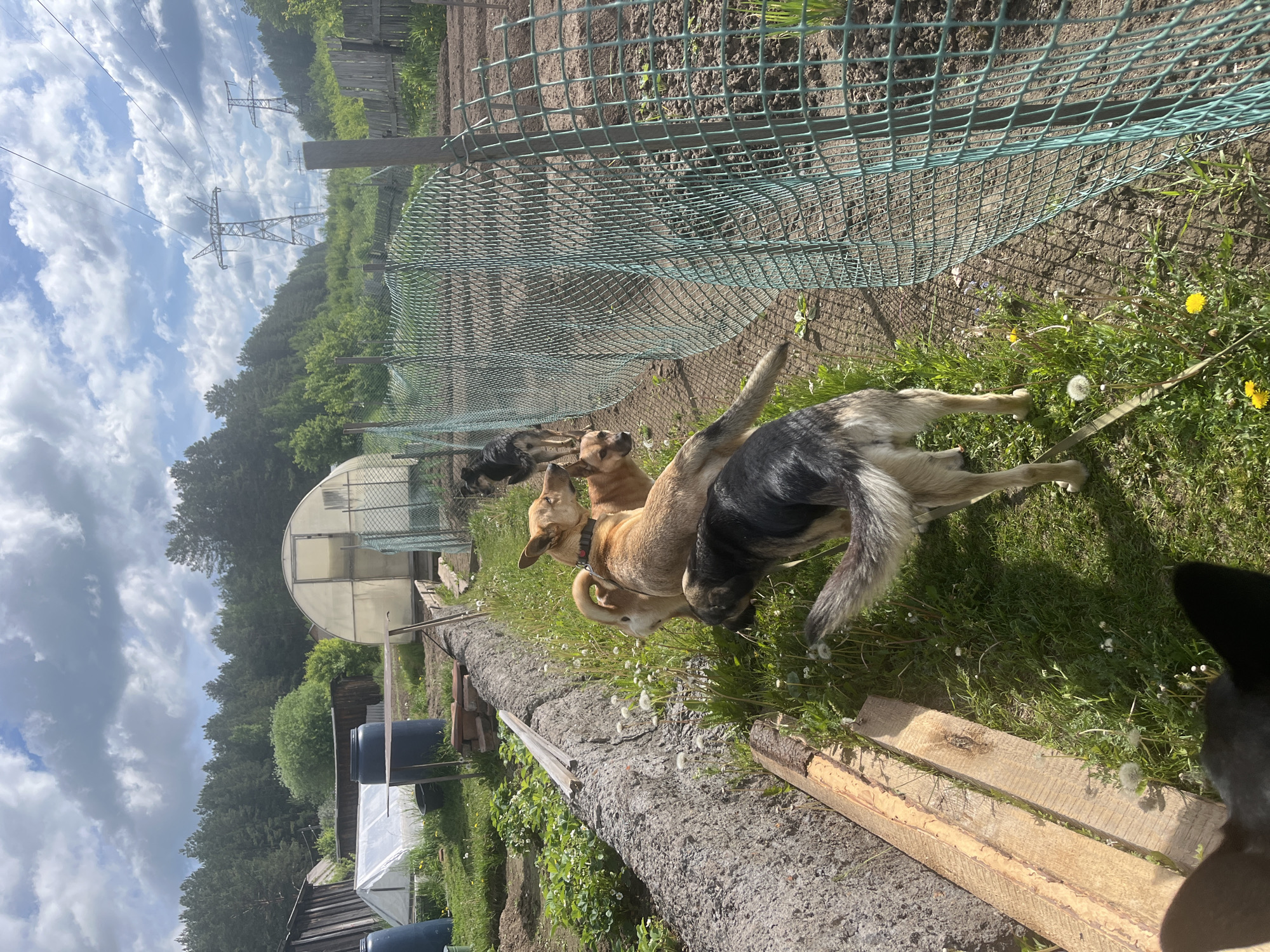 Dogs play in rural yard in Nizhny Tagil, Russia