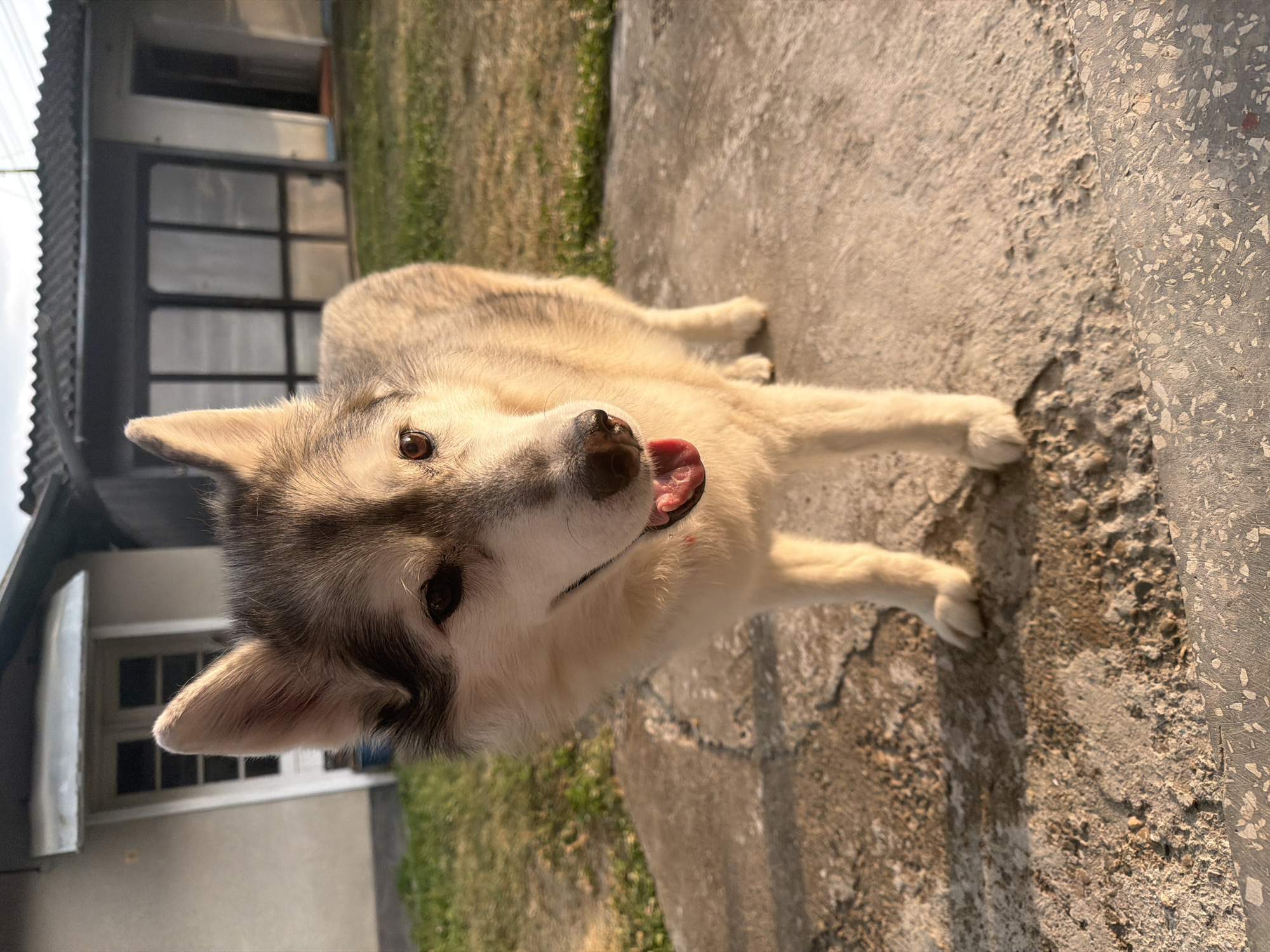 Husky on the move across outdoor spaces on a cloudy day