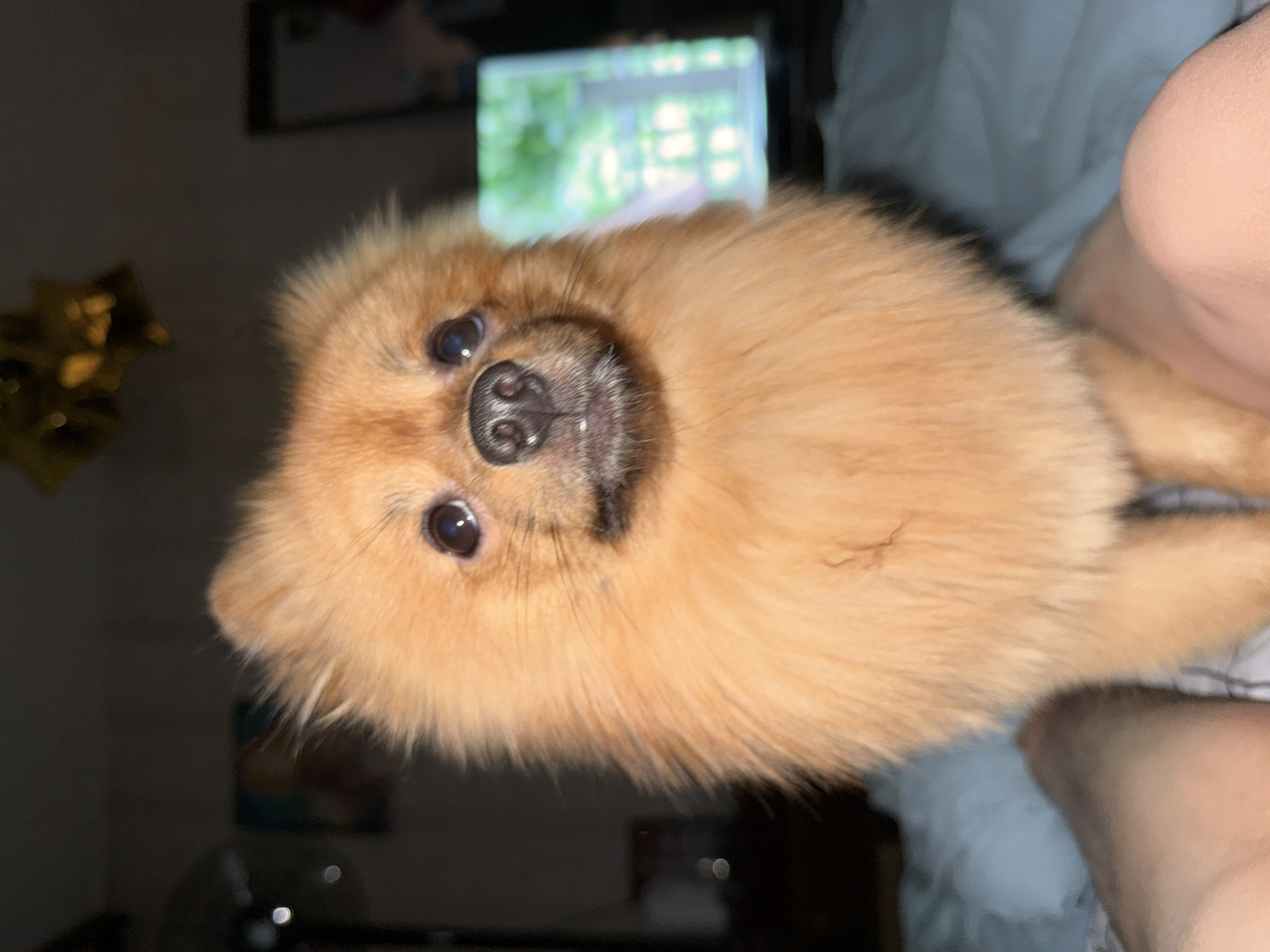Small dog stands on person's legs in Moscow
