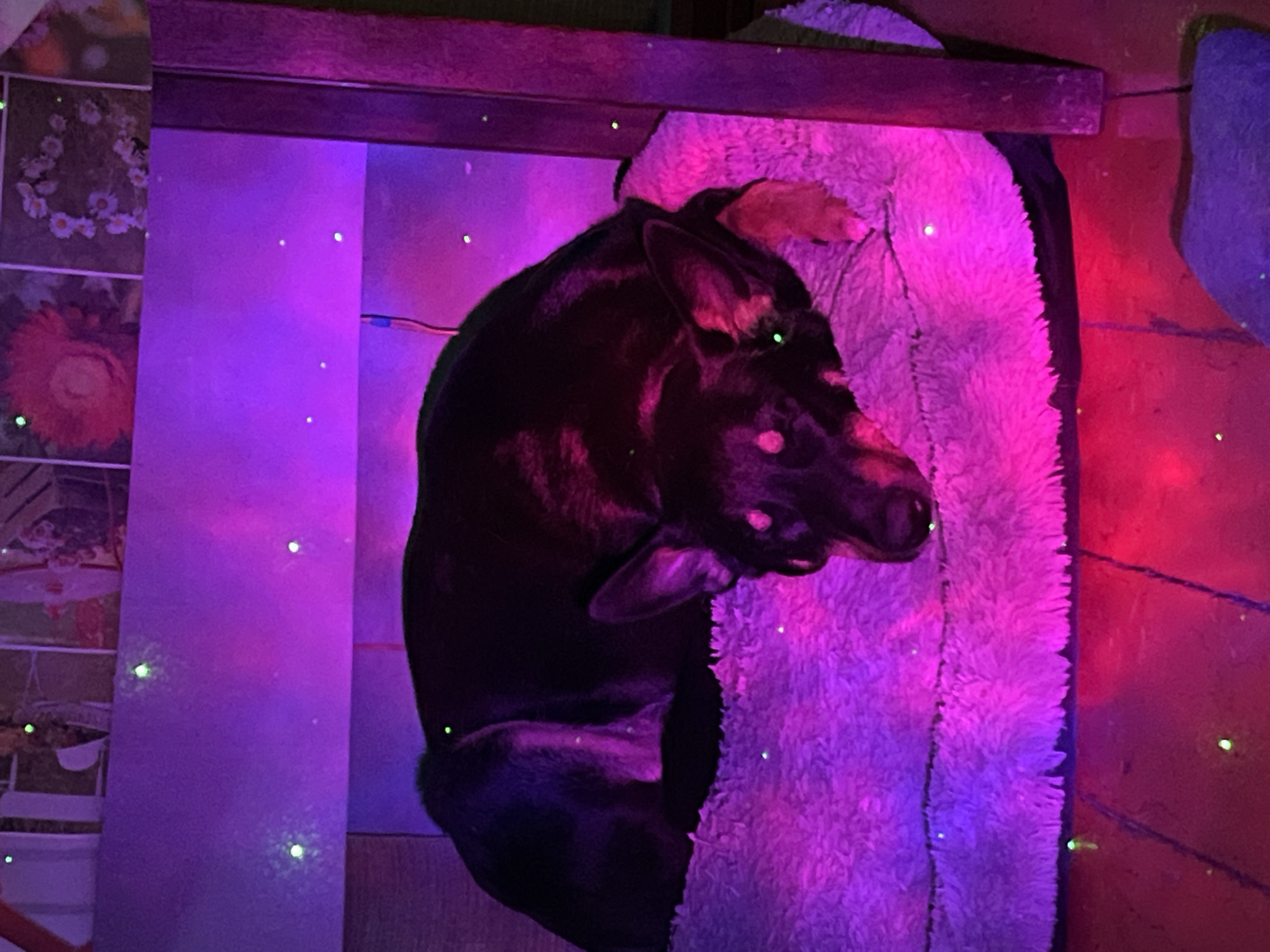Dogs rest under colorful lighting in Nizhny Tagil homes