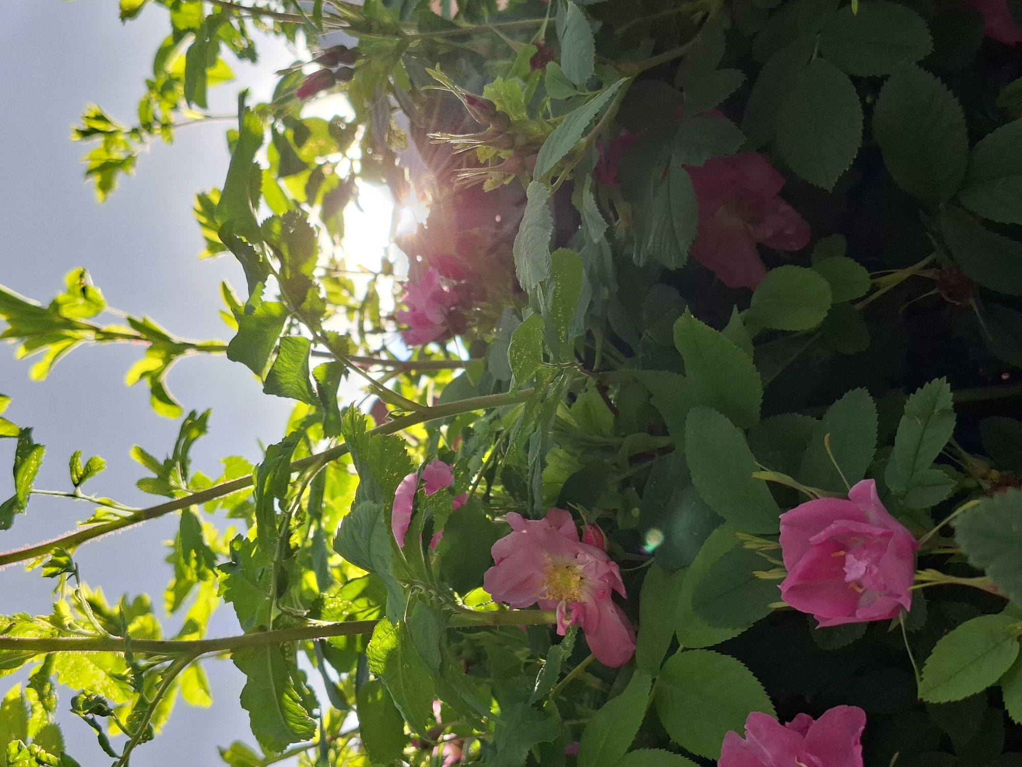 Witness captures flowers, infant, broken truck, child over afternoon