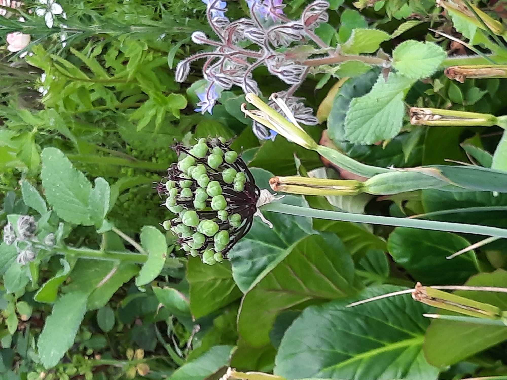 Garden flowering season documented in Rosenheim under cloudy skies
