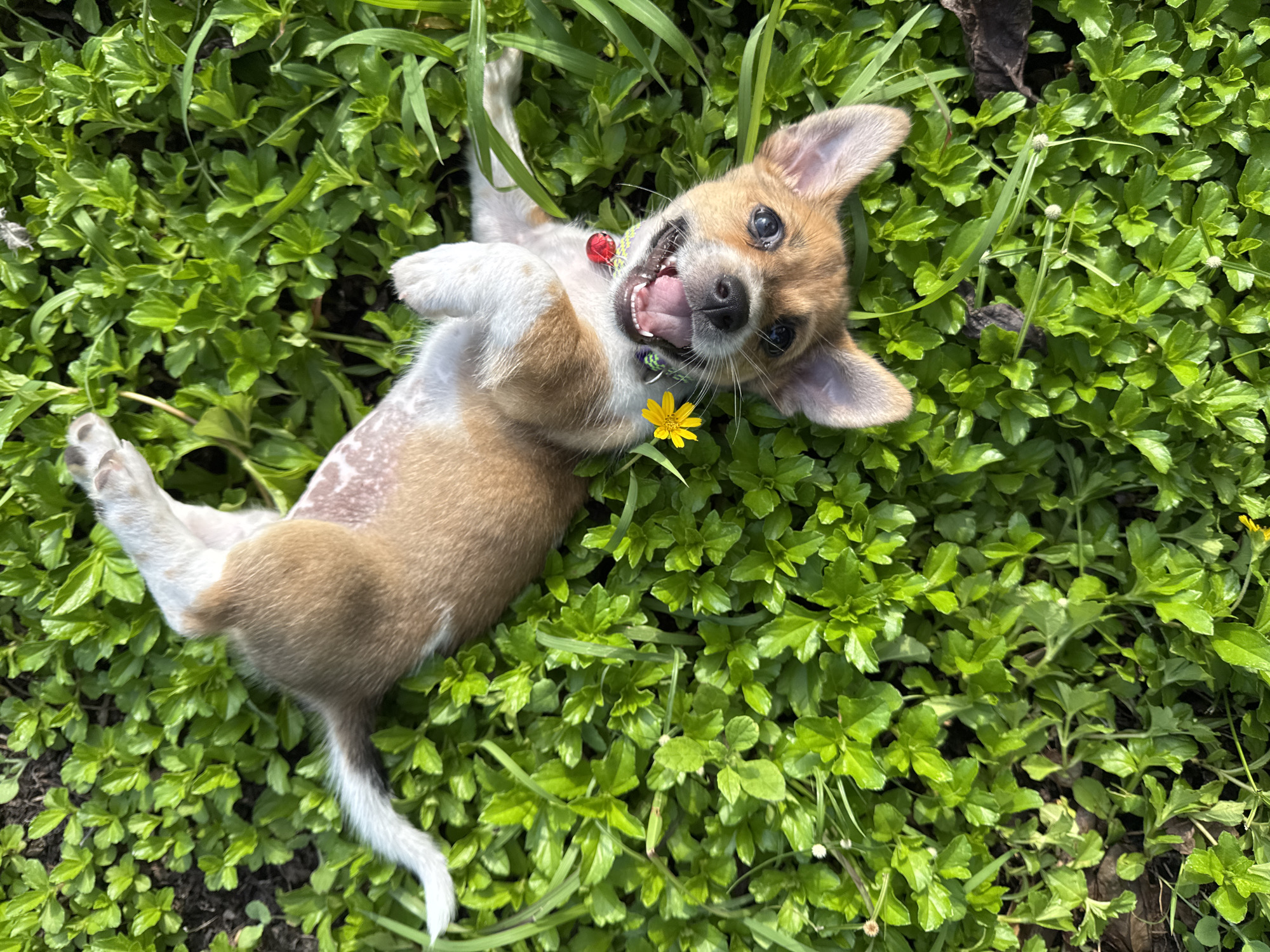 Puppy plays in foliage while being petted in Kediri