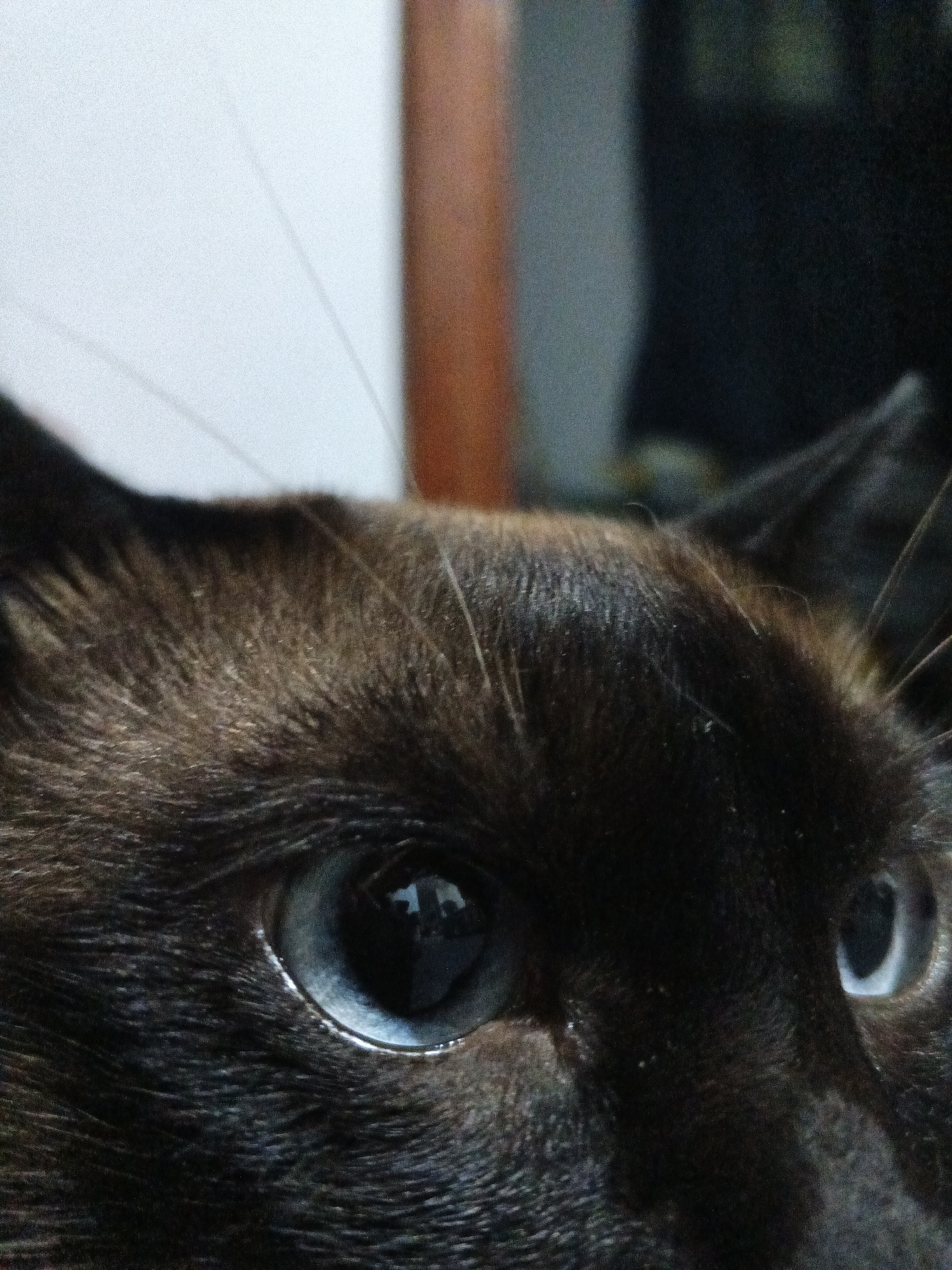 Witness documents Siamese cats in Venezuelan home early Thursday