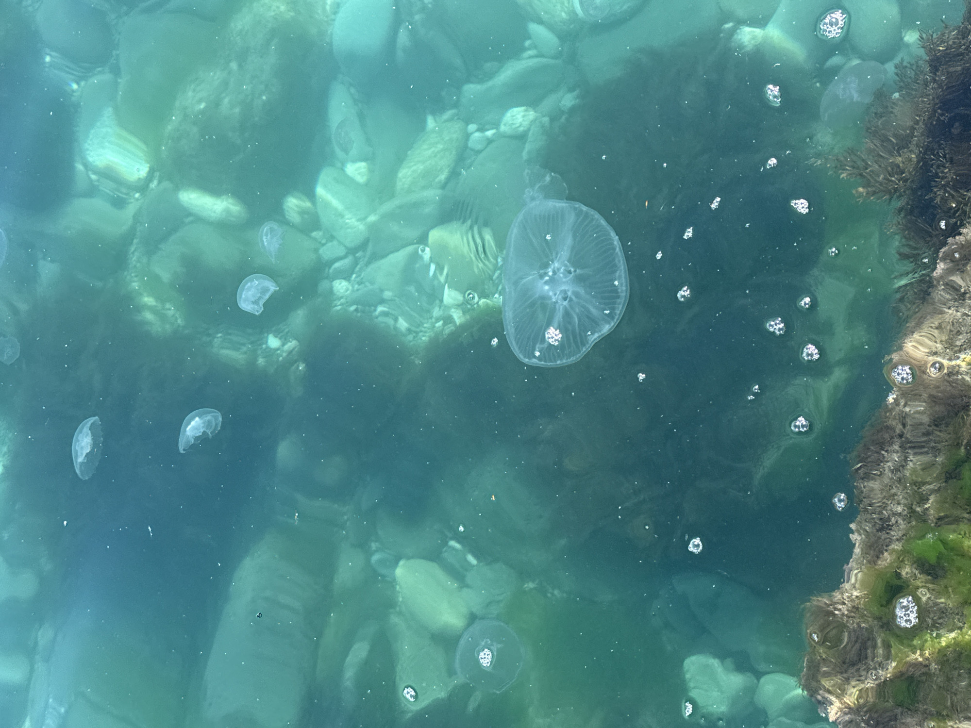 Spring day brings kayakers, jellyfish to Partenit beach