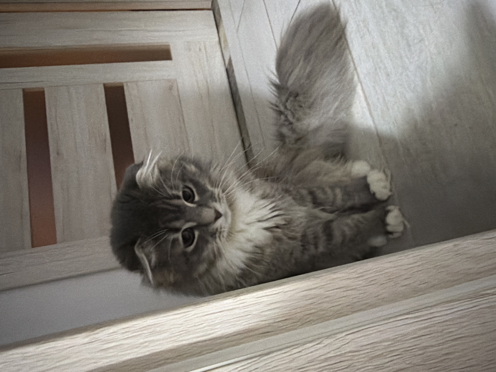 Scottish Fold cat at home in Vovchynets, Ukraine