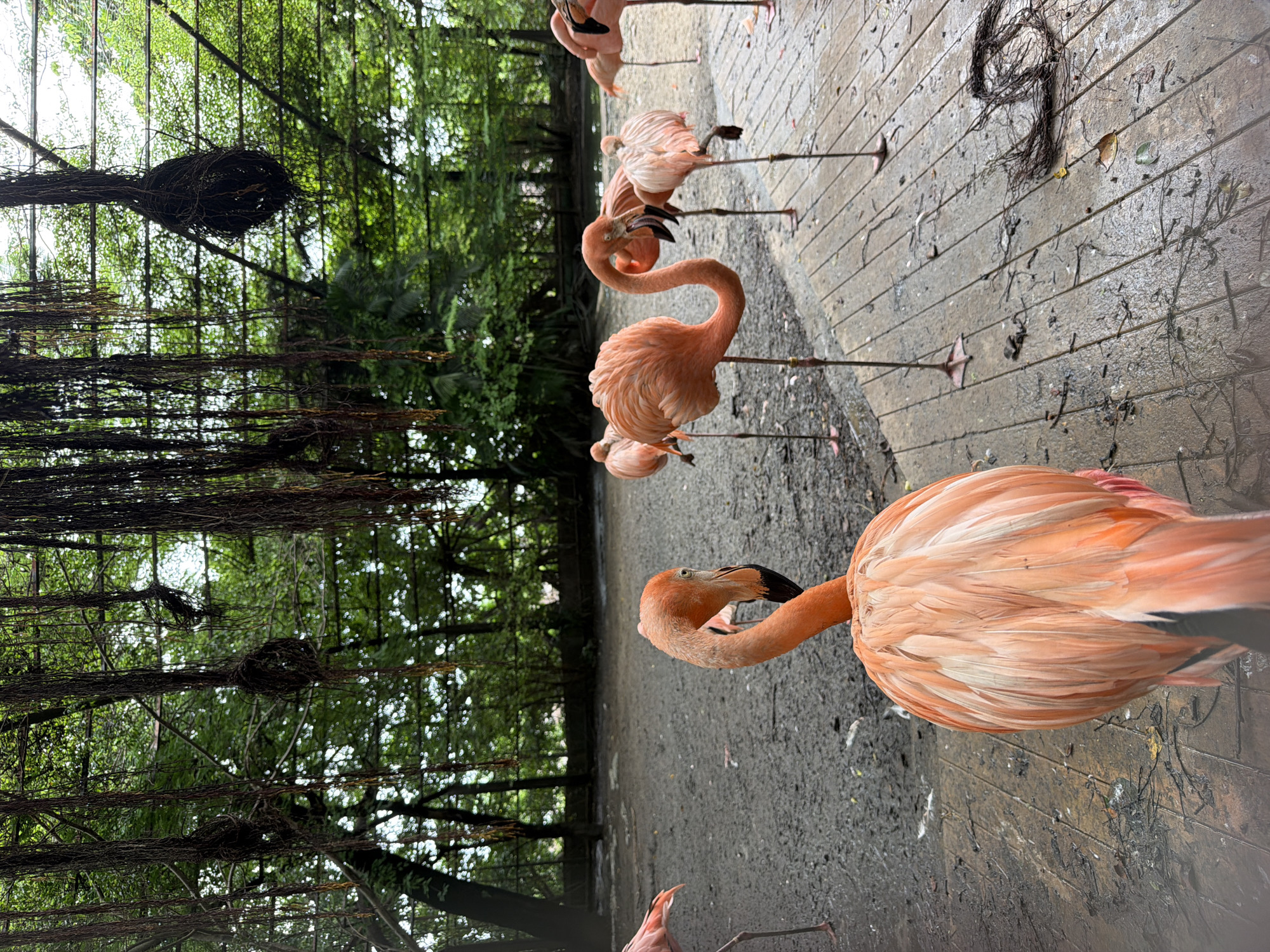 Morning at a Bangkok zoo: flamingos, orangutans, and camels