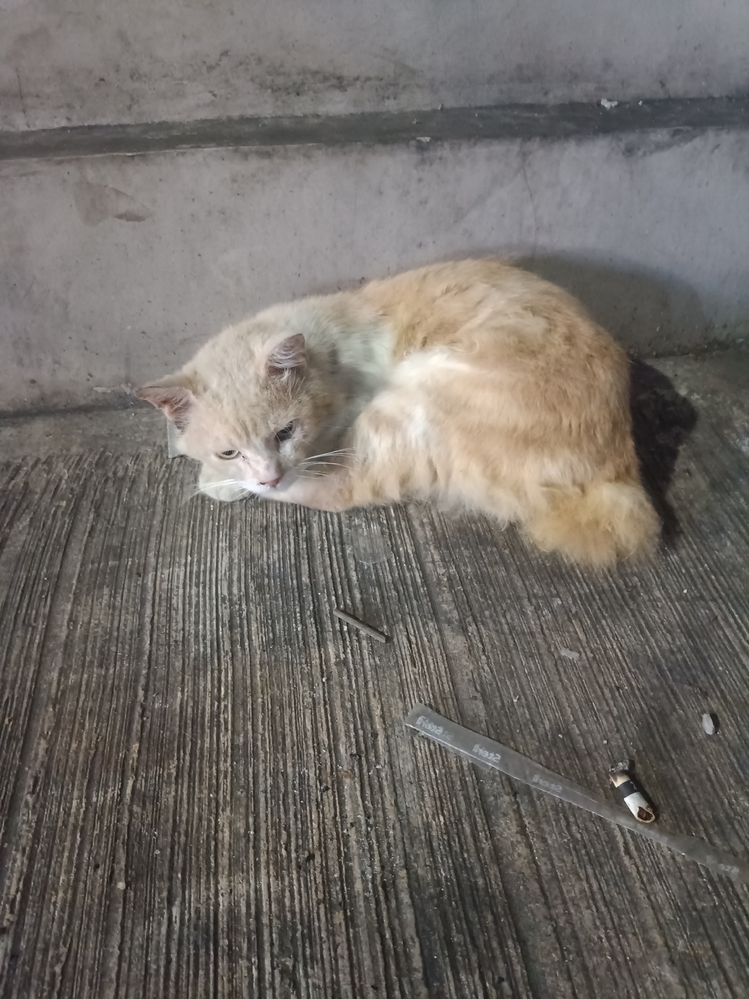 Cats, street food stalls, and nighttime Depok sidewalks