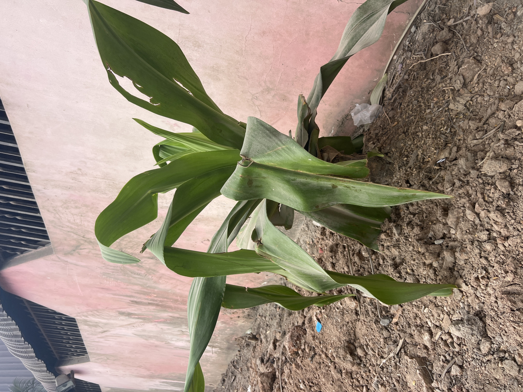 Snake plants and leafy growth along Dar es Salaam walls