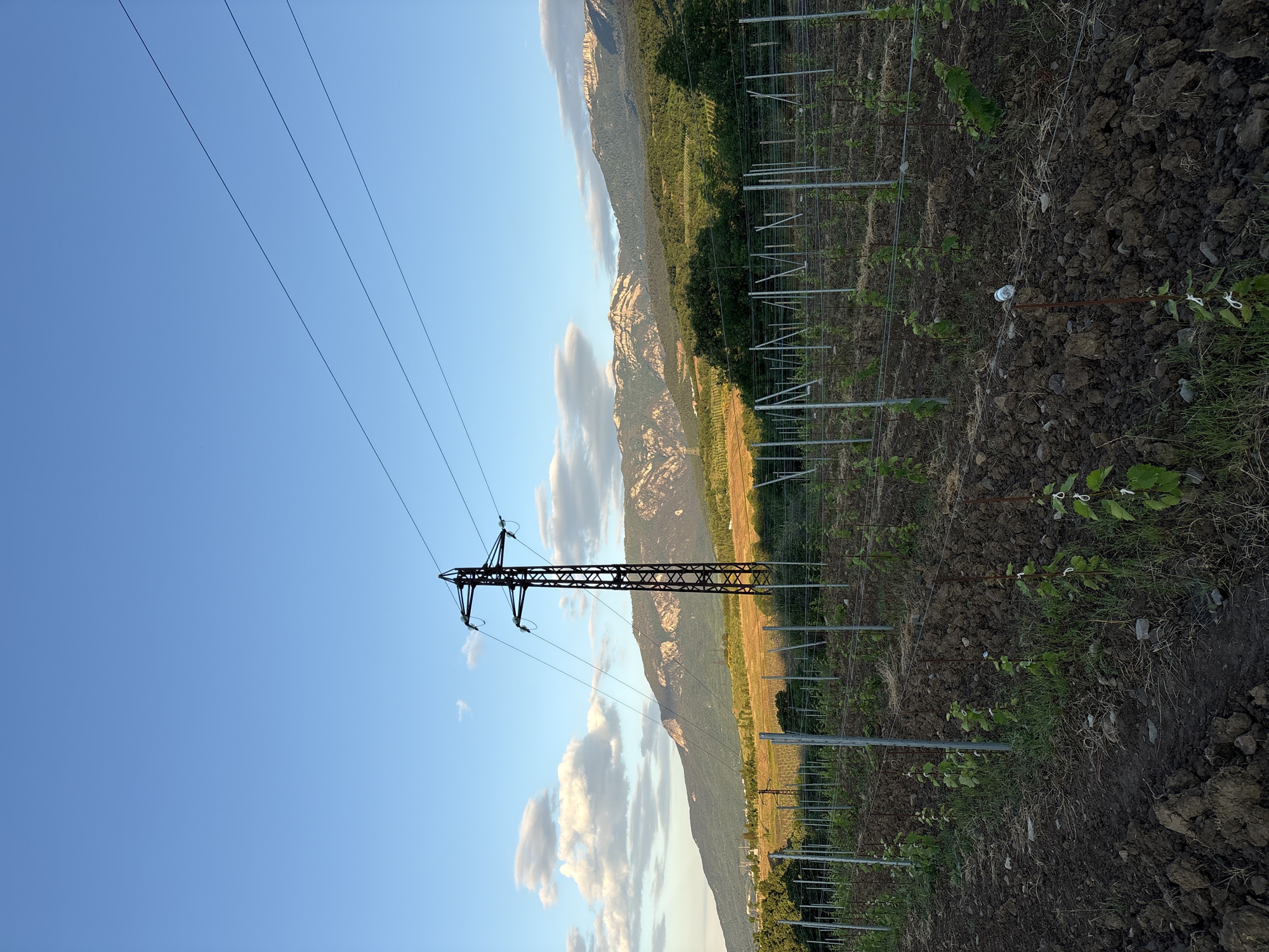 Ukrainian vineyard documented in early morning rural scene