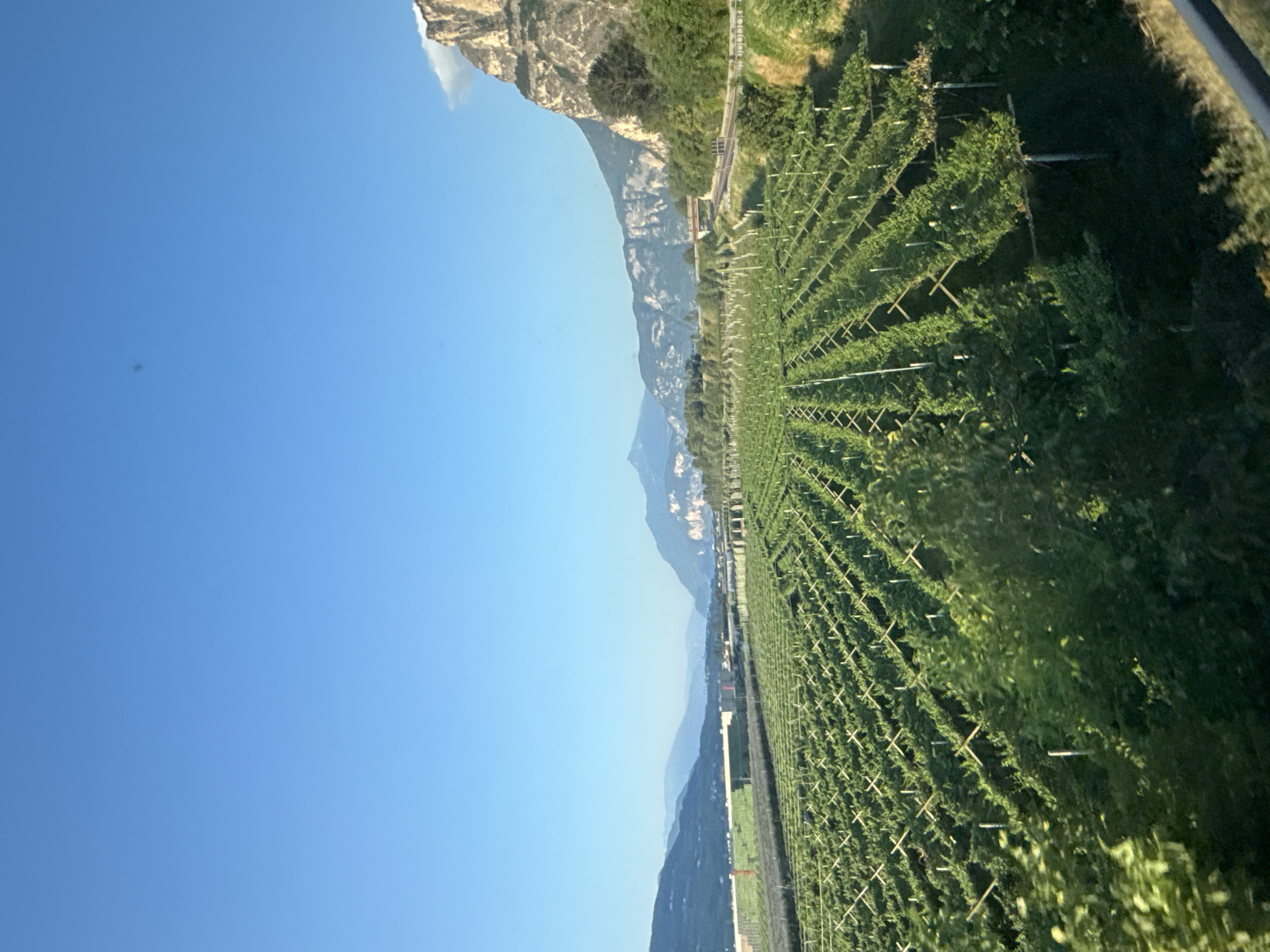 Vineyards and mountain scenery passing through Mezzolombardo by rail