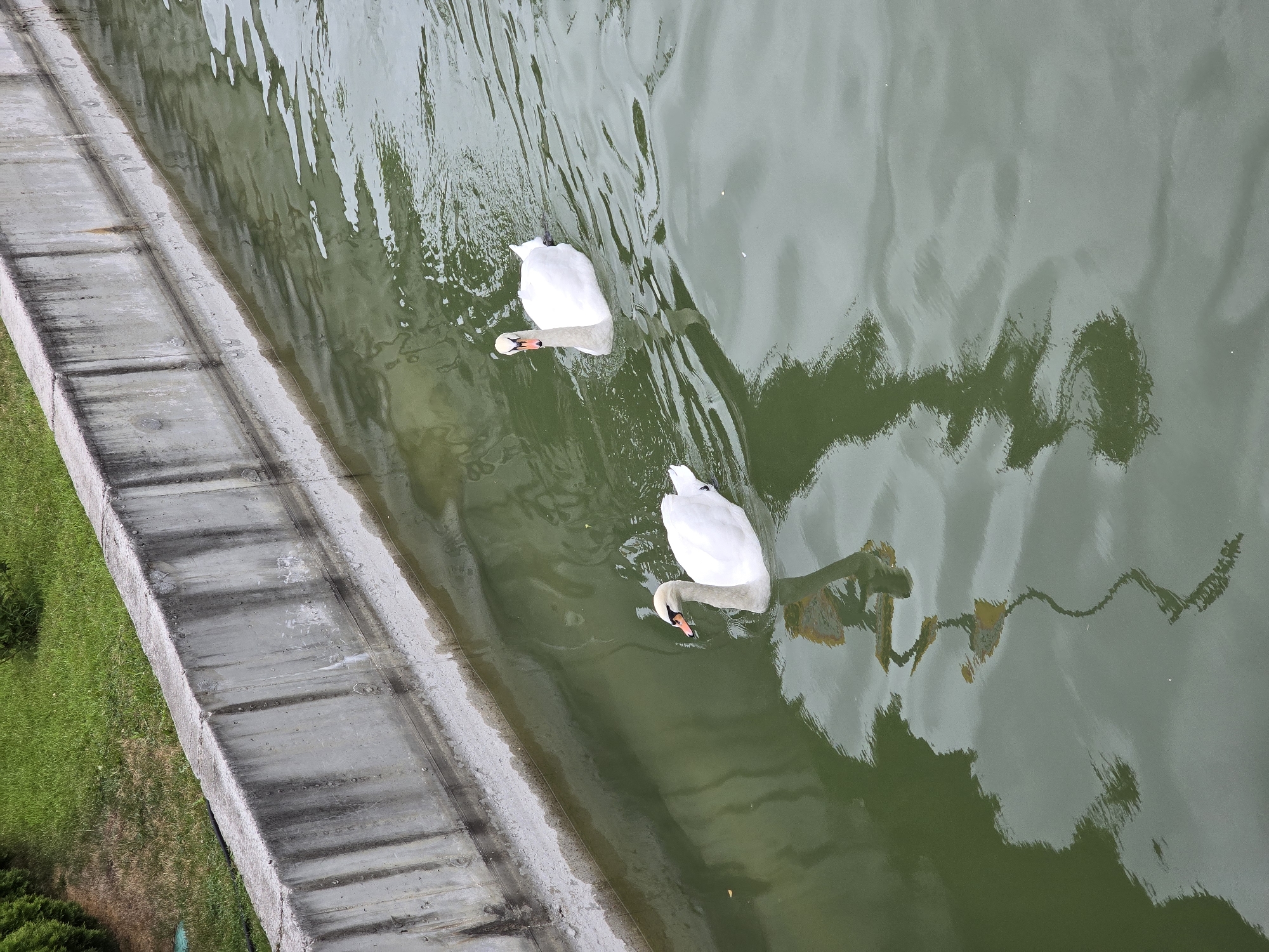 Swans and greenery along a Vynnyky canal on a summer morning