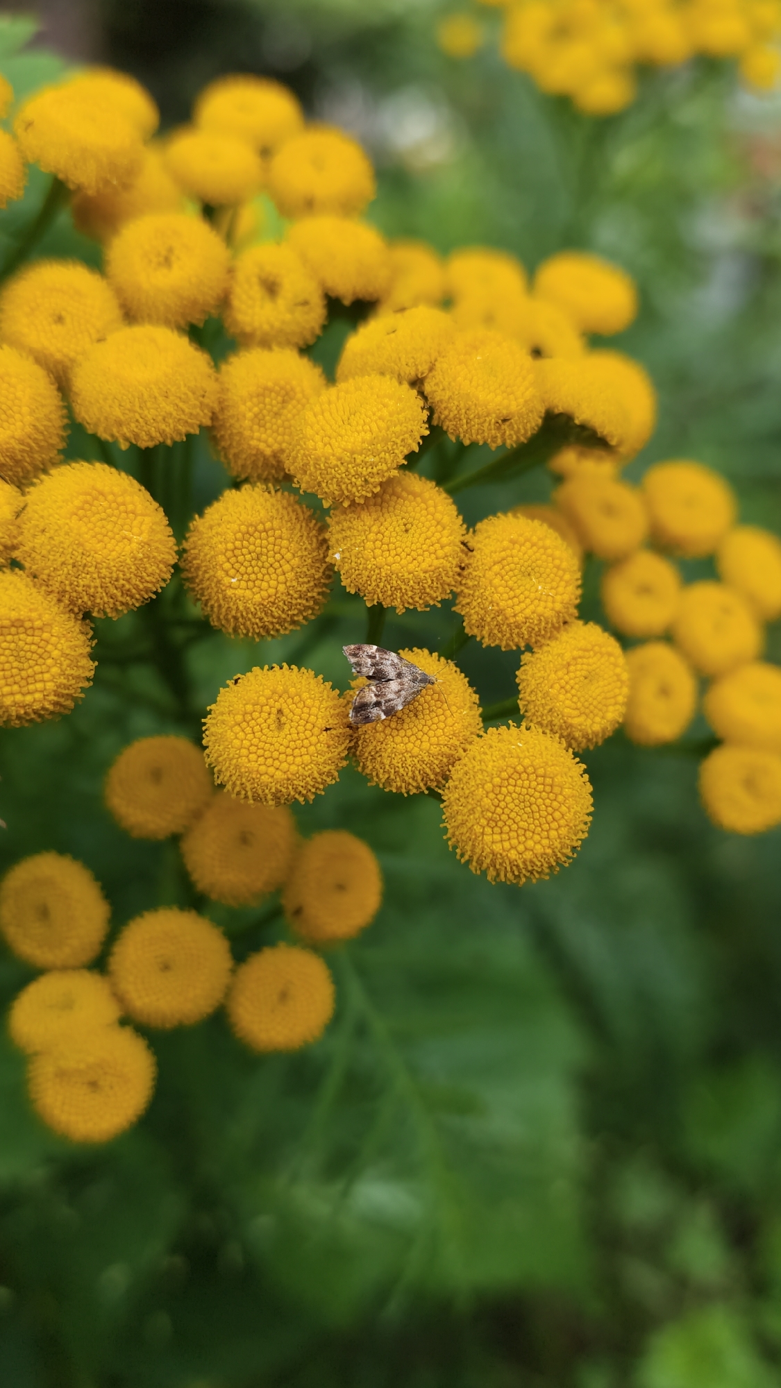 Garden insects, watercolor sketching, and fresh food in rural Russia