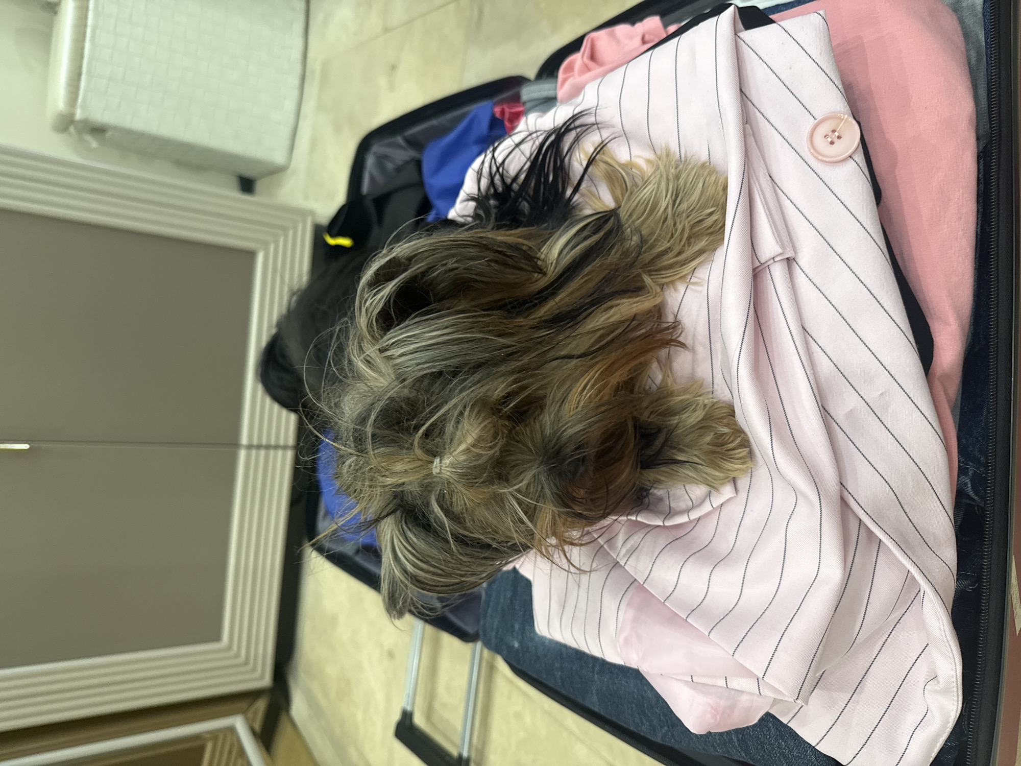 Yorkshire terrier found resting in packed suitcase with clothing