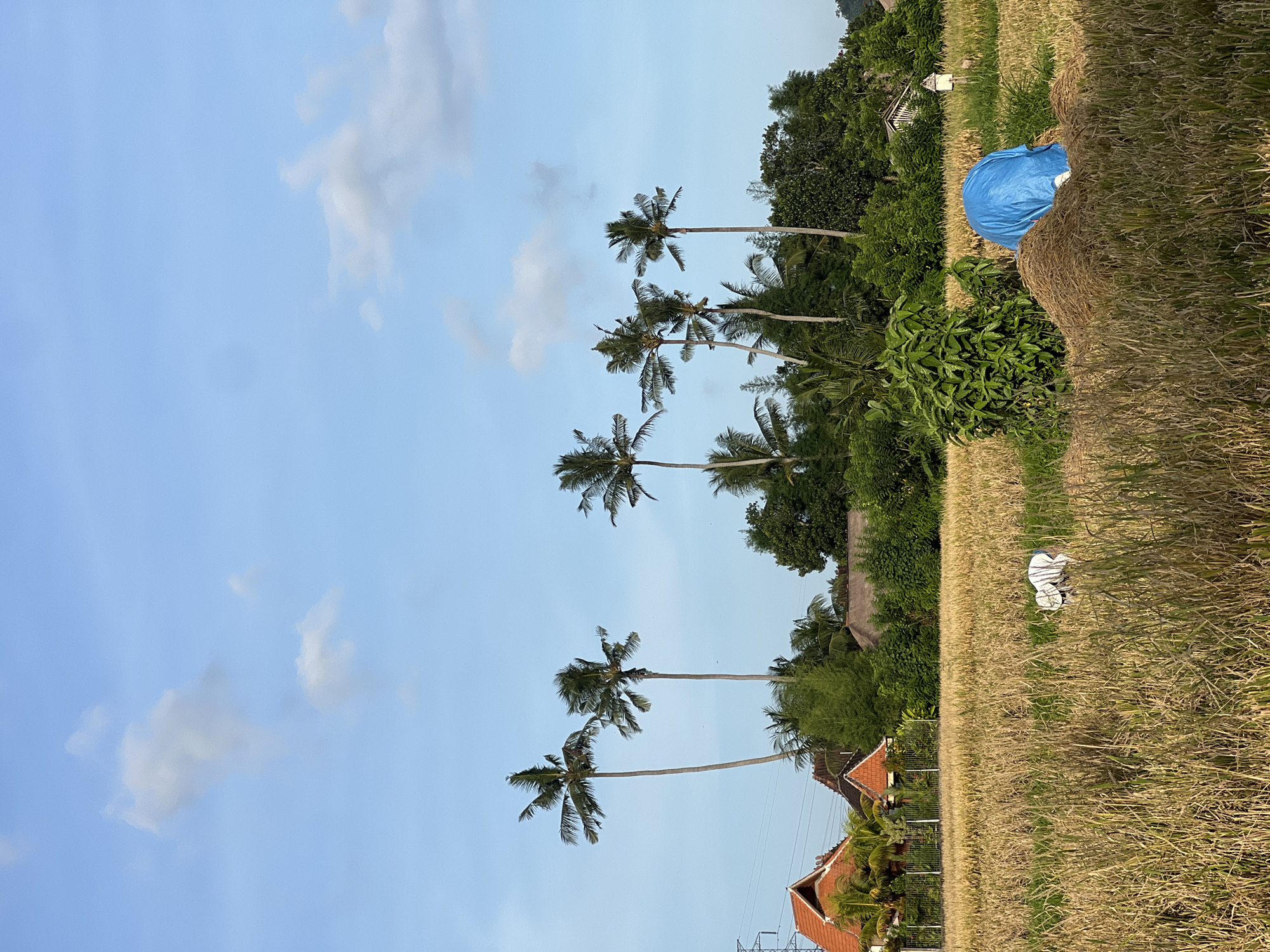 Couple Takes Selfies on Scooter in Ubud Rice Fields