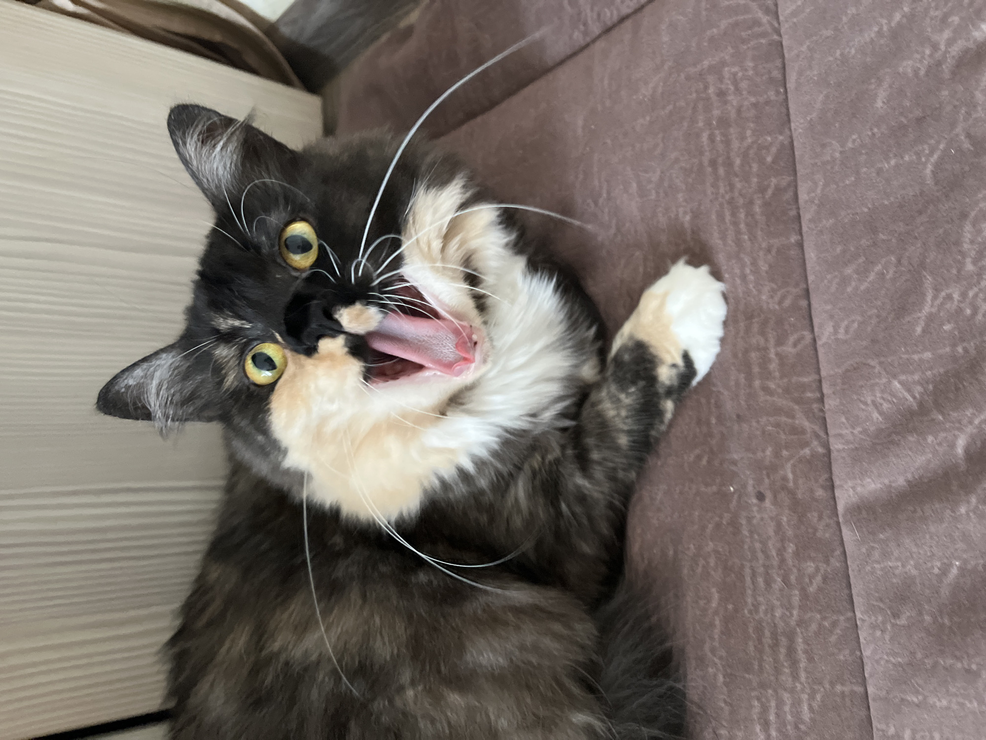 Cats, an orchid, and a summer afternoon in Ivanovo